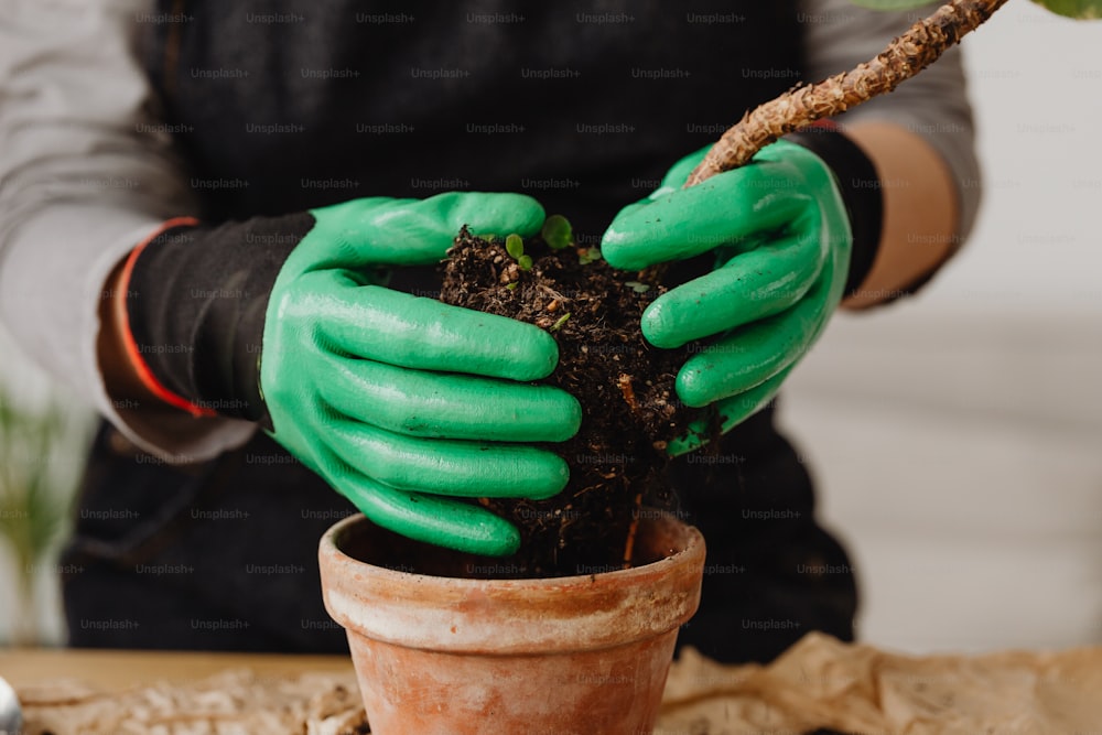 a person in green gloves is holding a plant