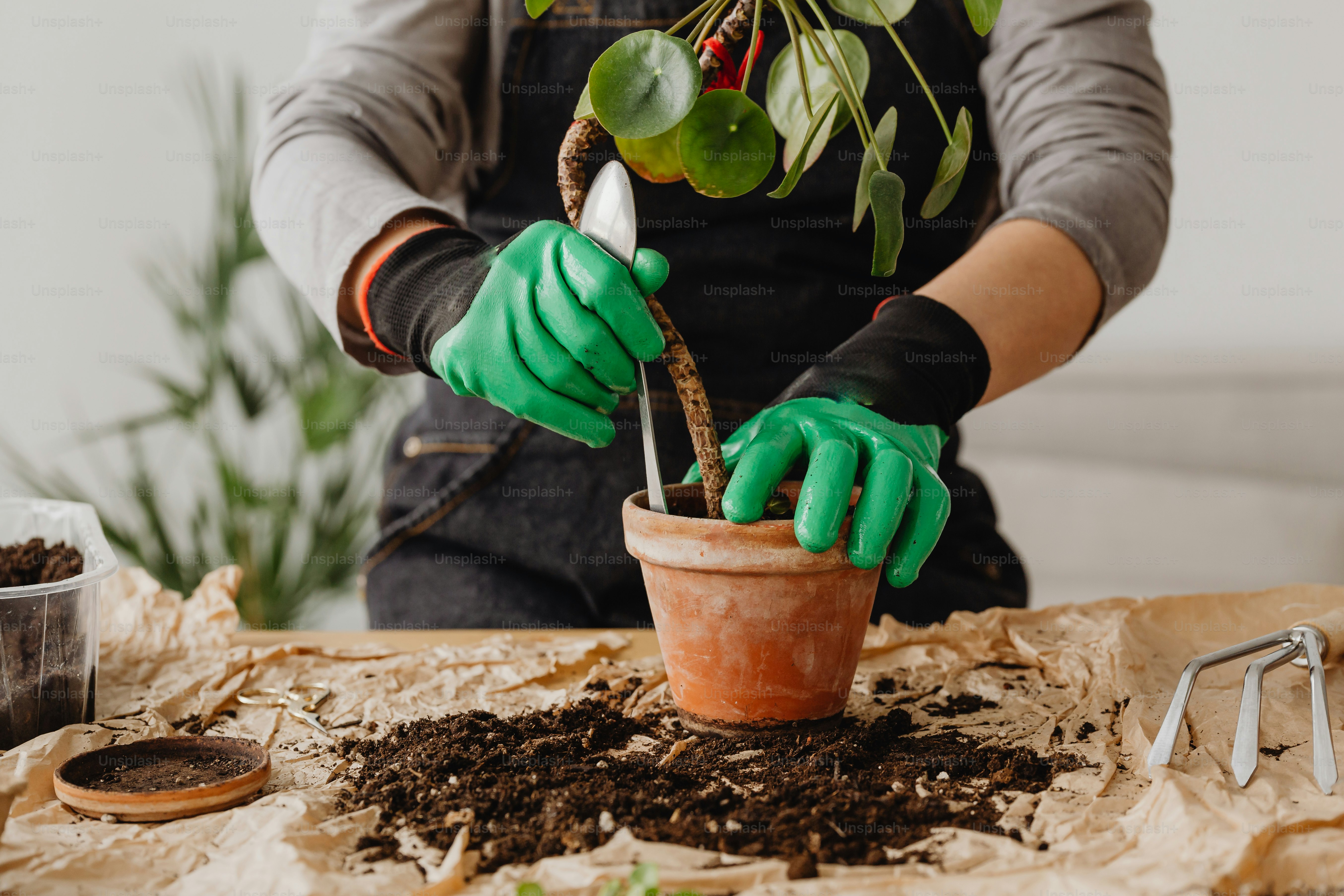uma pessoa usando luvas e luvas de jardinagem está plantando uma planta em vaso