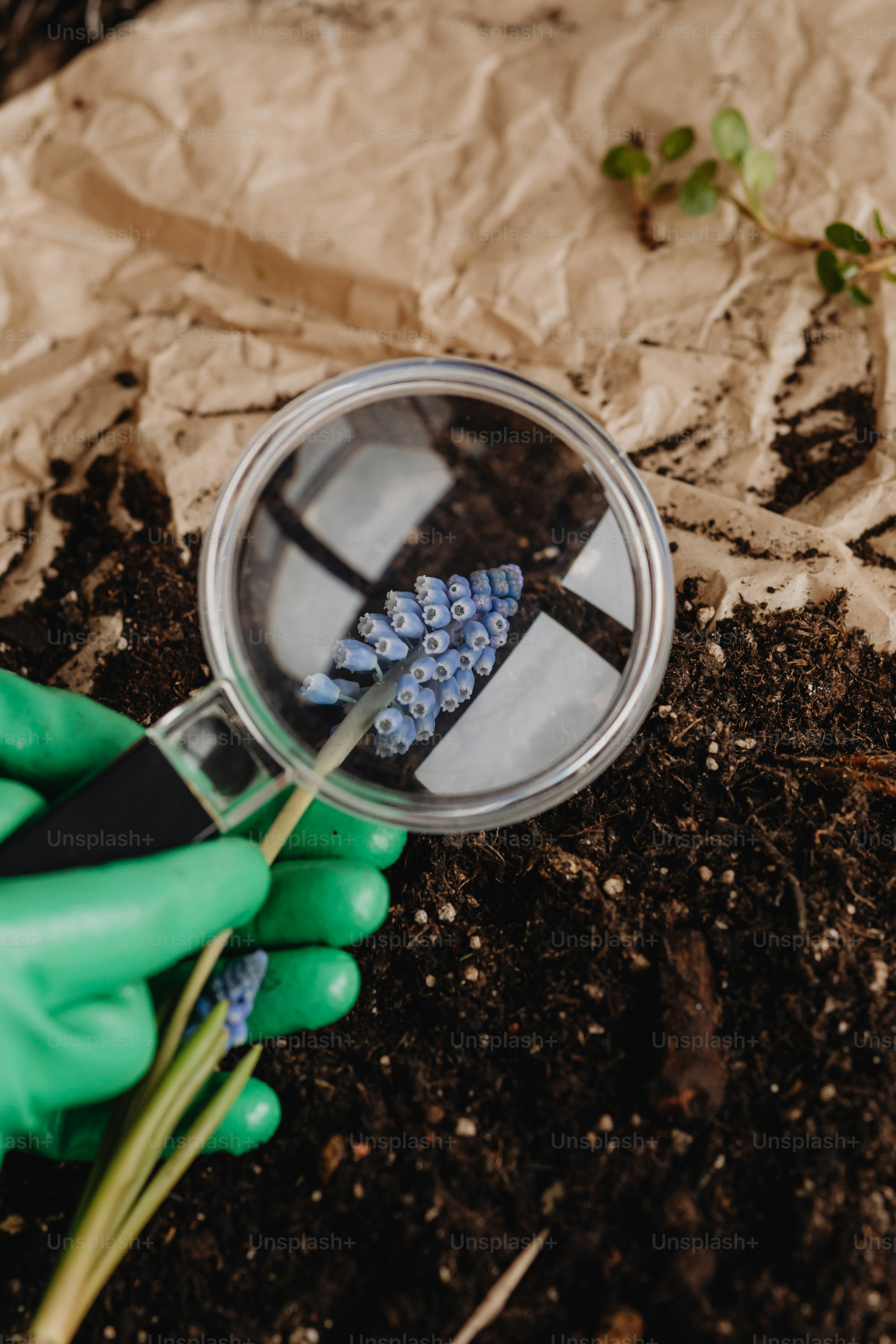 uma pessoa em luvas verdes segurando uma lupa