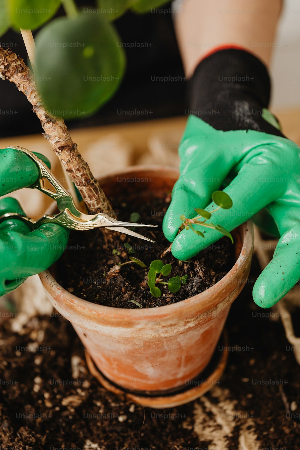 Eine Person in grünen Handschuhen schneidet eine Pflanze