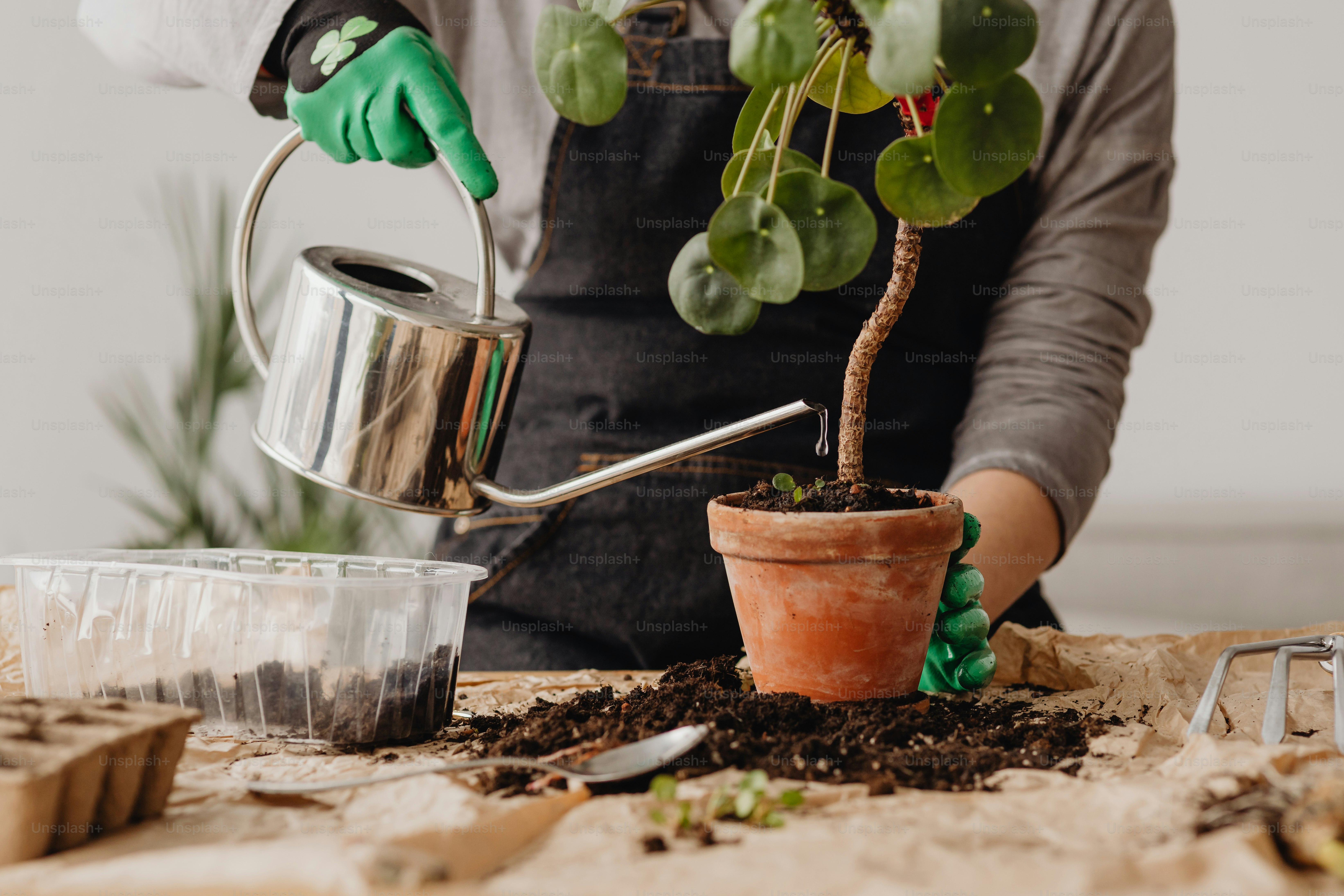 una persona regando una planta en maceta con una manguera de riego
