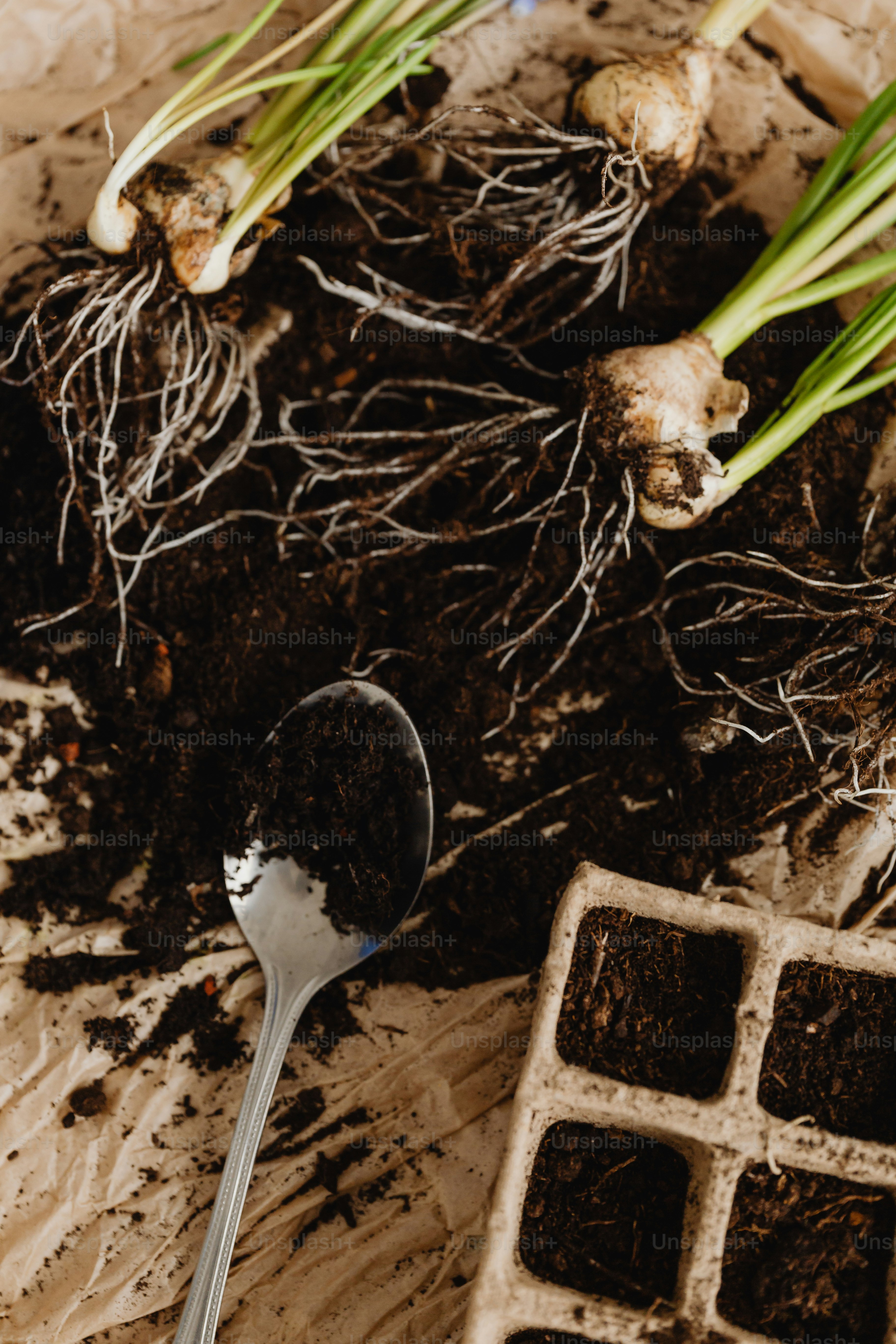 a spoon sitting on top of a tray of dirt
