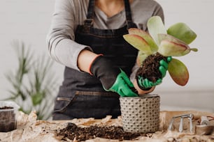 Eine Frau hält eine Topfpflanze mit Dreck in der Hand