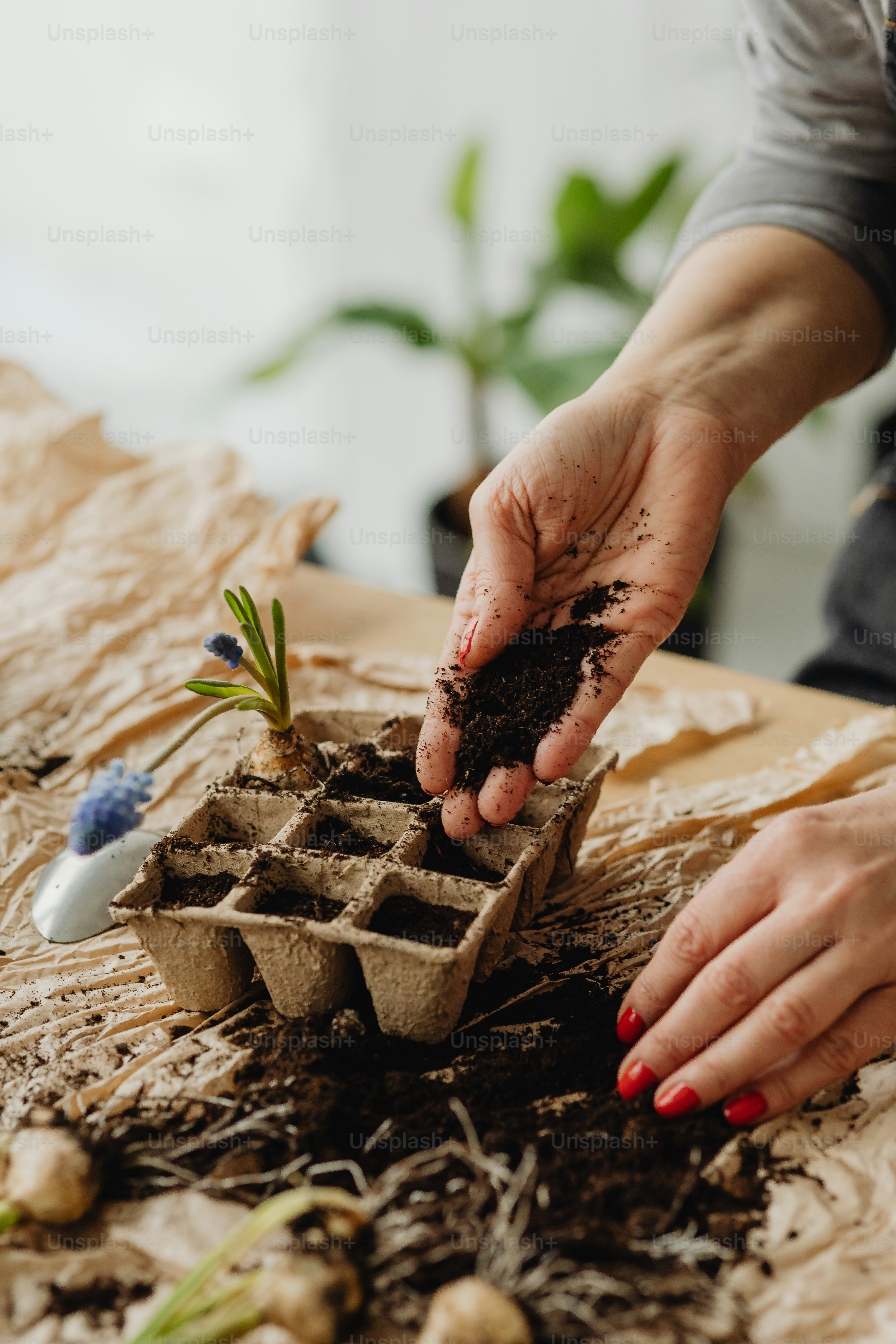 uma mulher está segurando uma planta em um recipiente