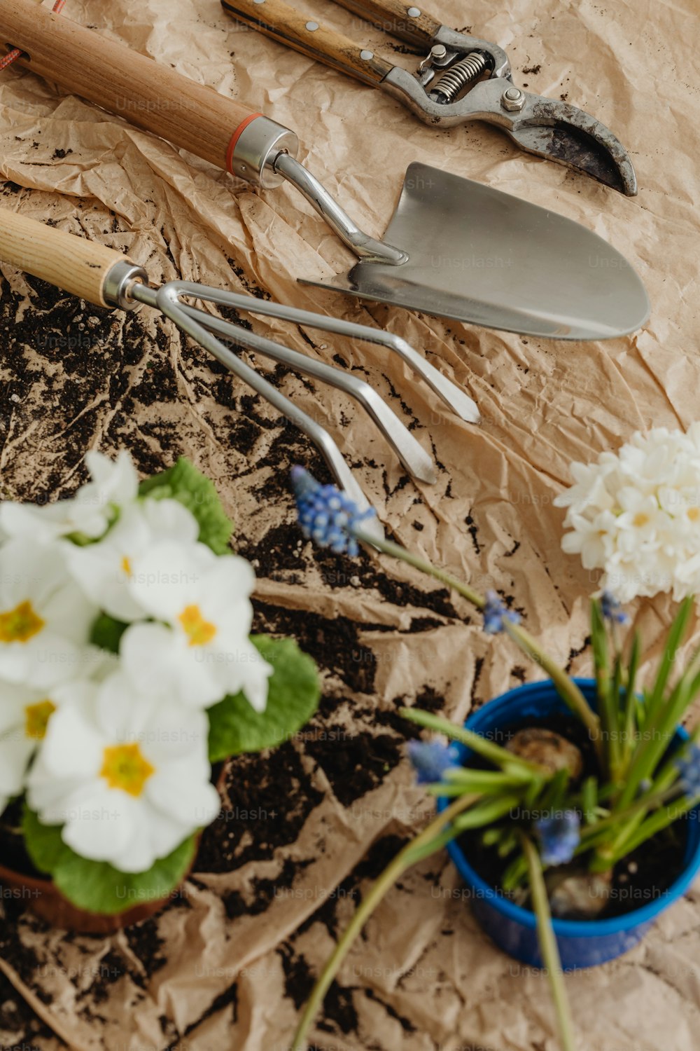 a potted plant with white flowers and gardening utensils