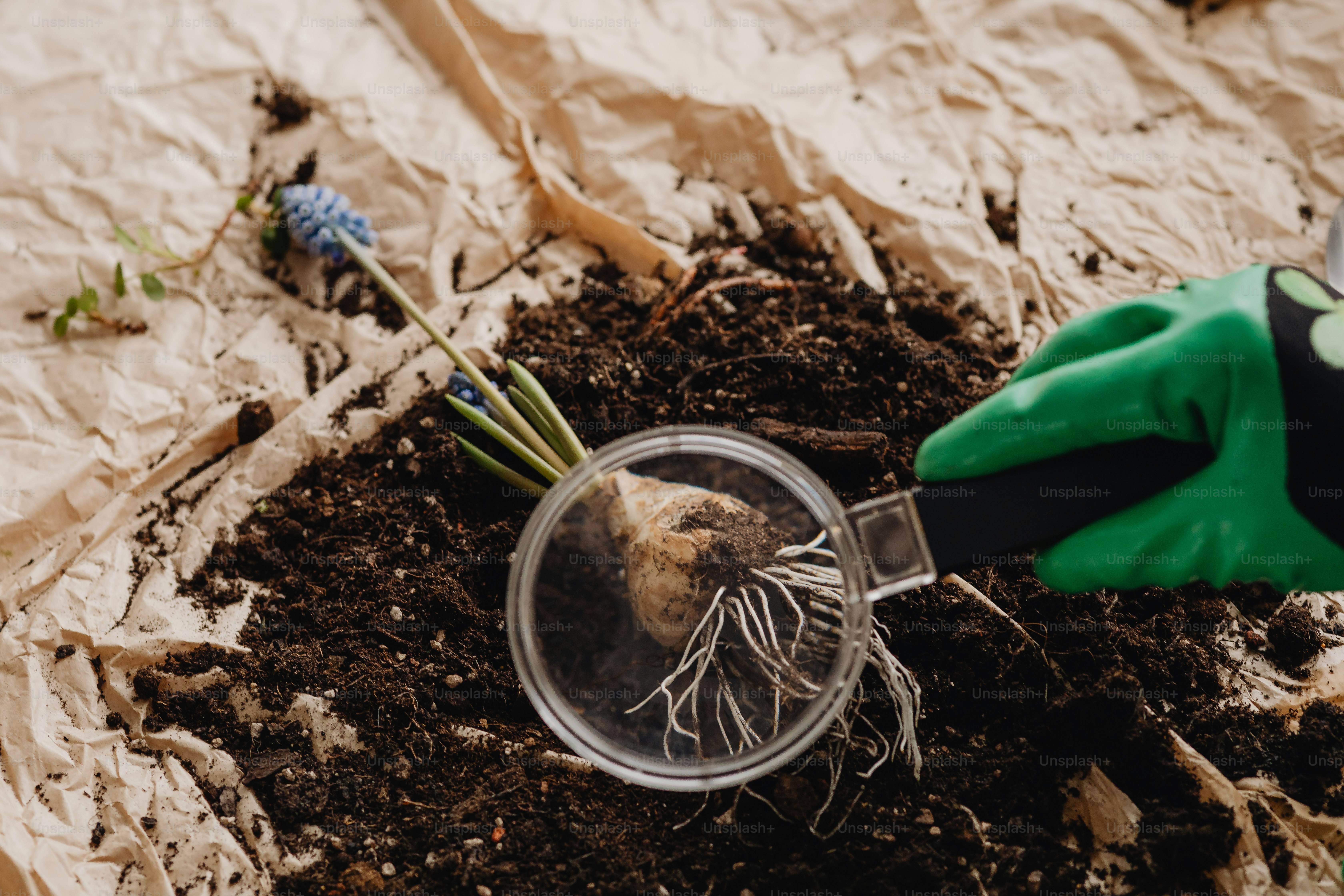 uma pessoa segurando uma planta em um recipiente de plástico