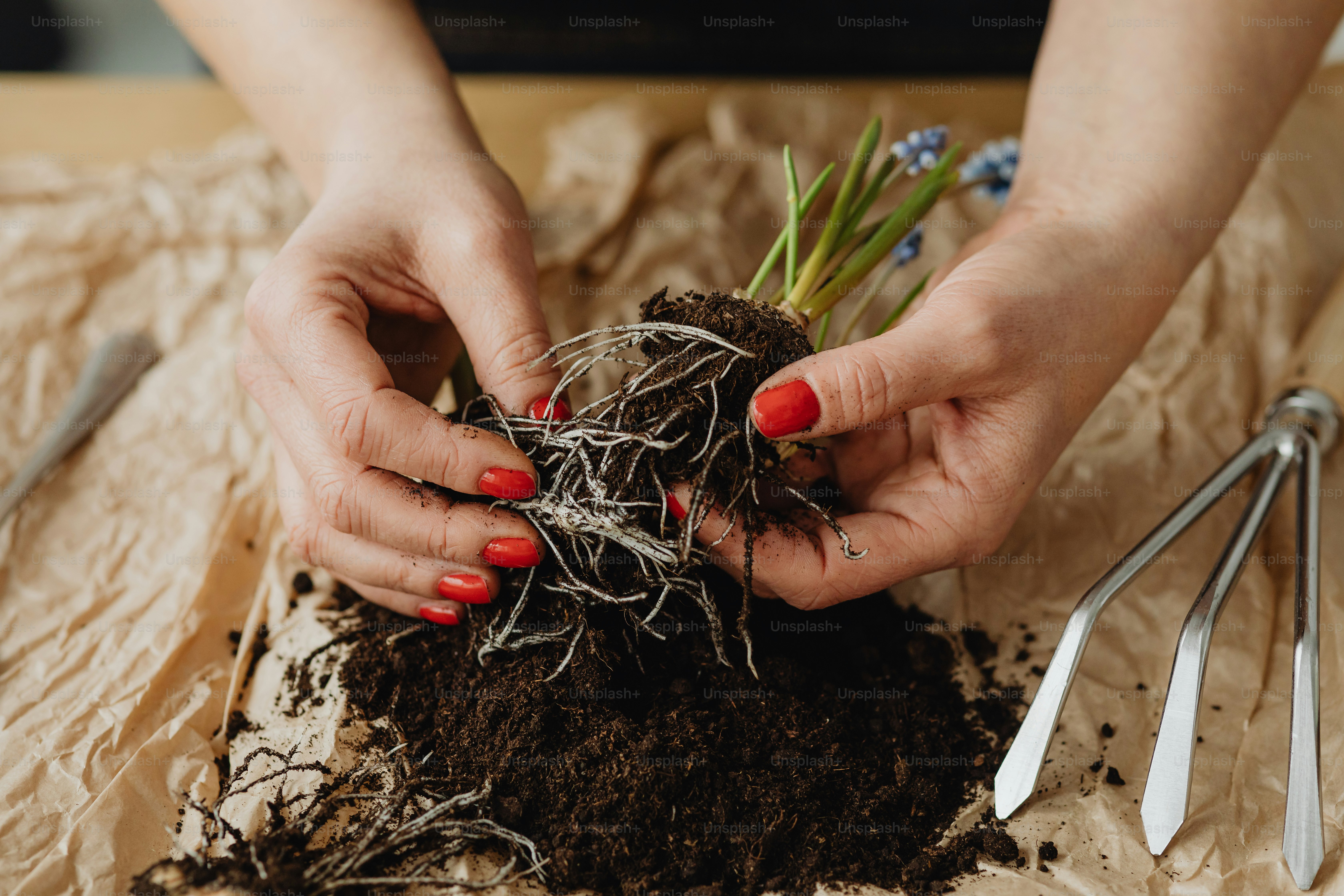 uma mulher está segurando uma planta em suas mãos