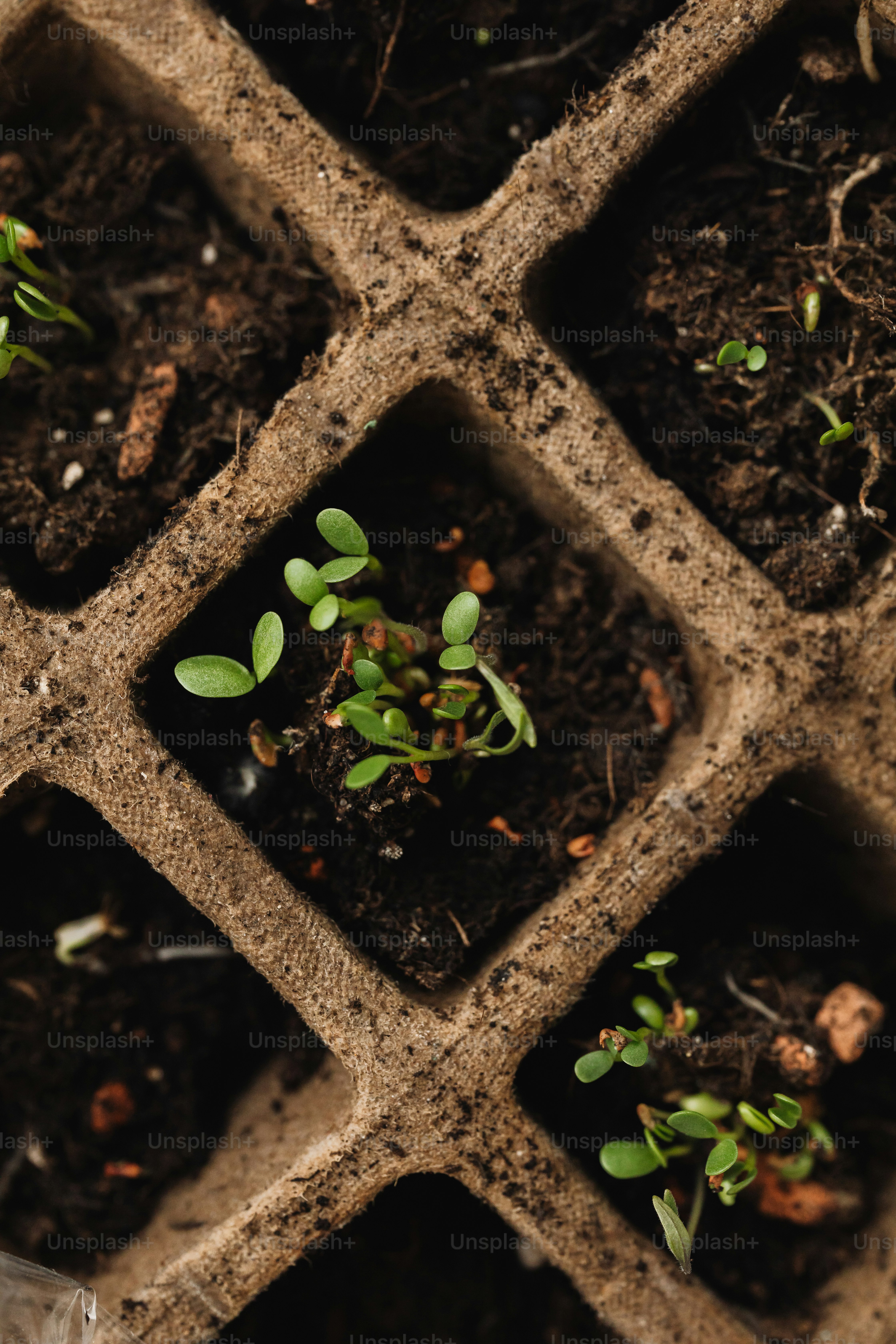 a close up of a bunch of plants in a box