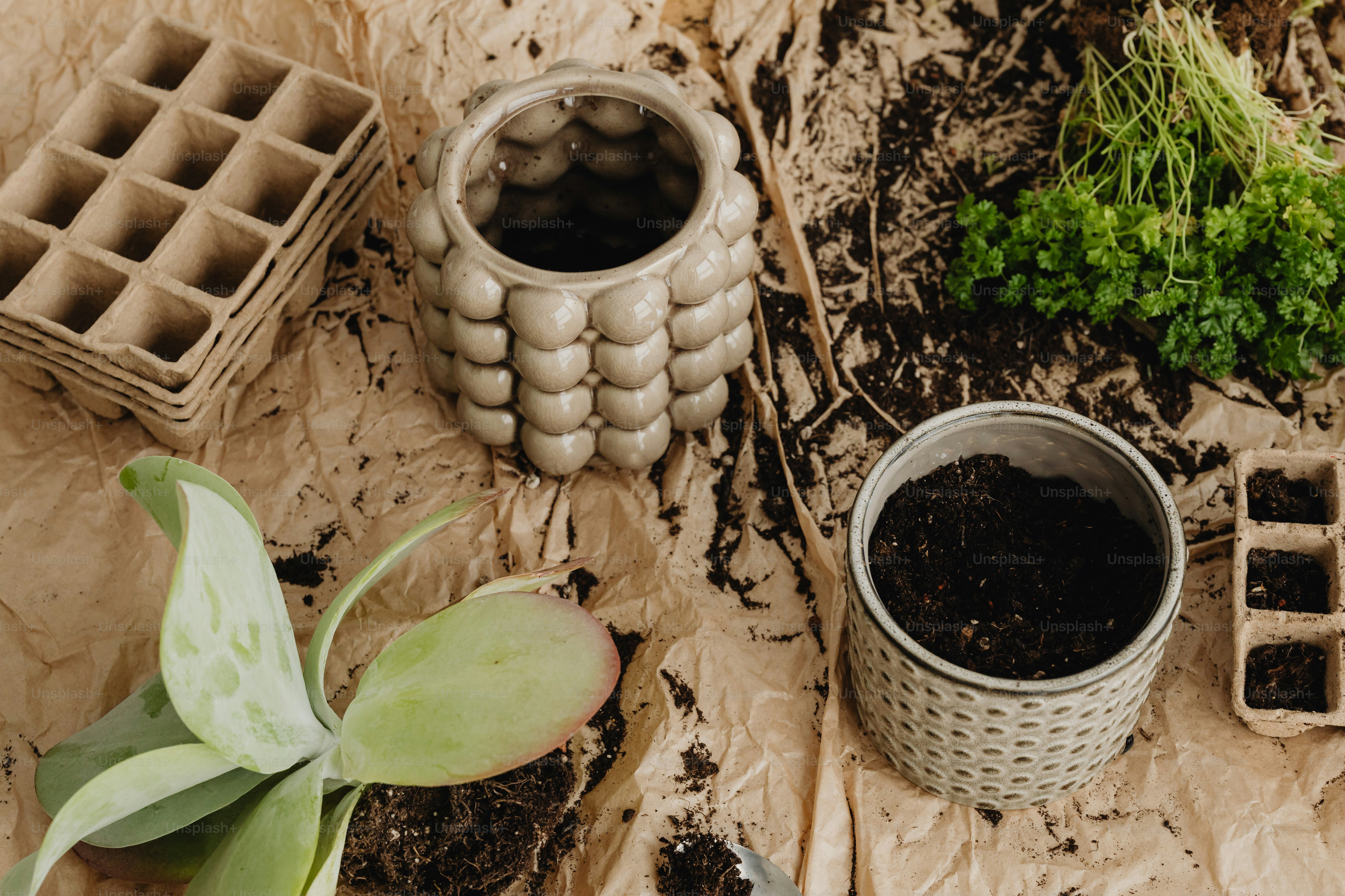 um vaso de plantas sentado ao lado de um par de bandejas de sementes