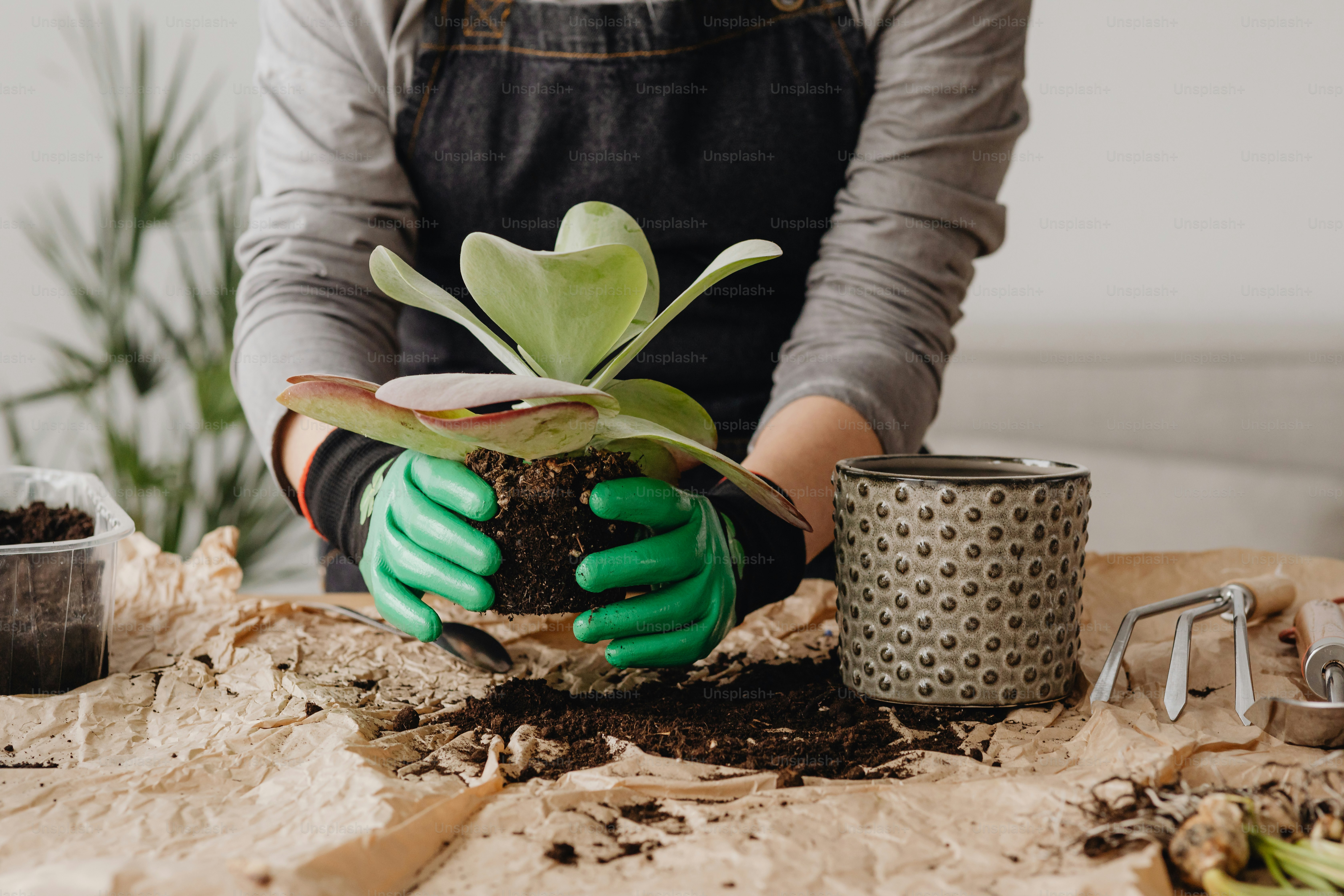 uma pessoa segurando um vaso de planta em cima de uma mesa