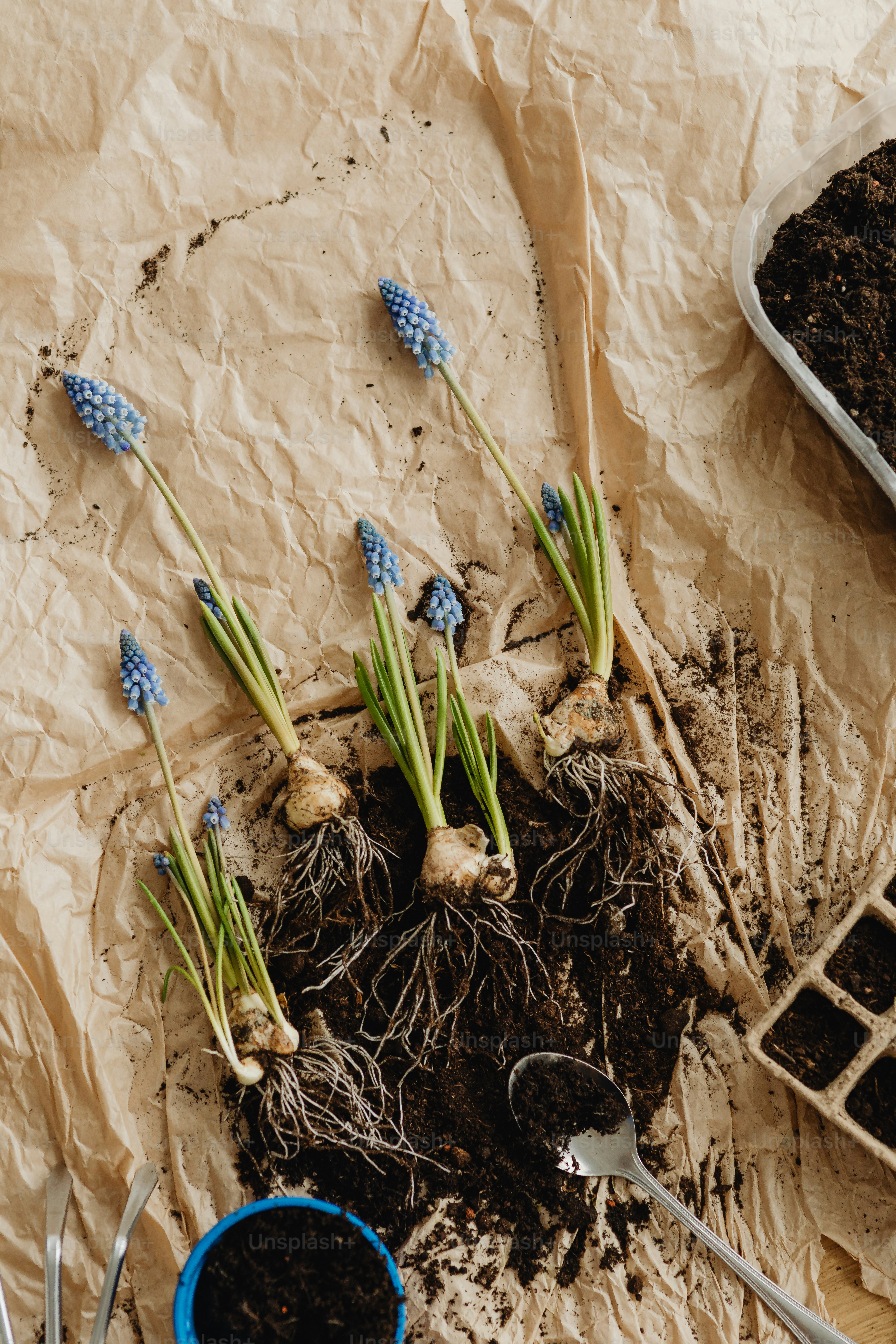 um ramo de flores que estão em alguma sujeira
