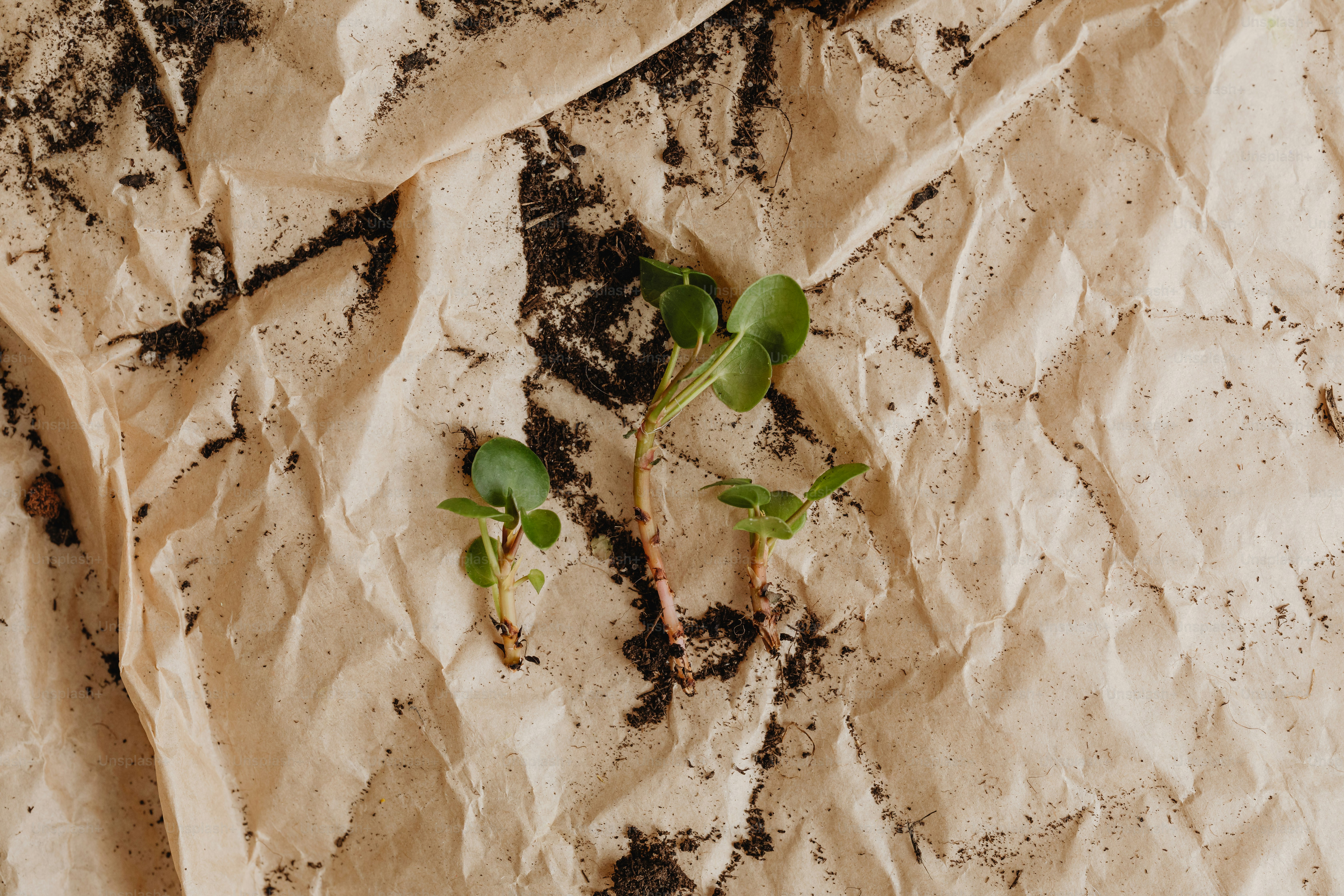 Une plante germe d’un morceau de papier