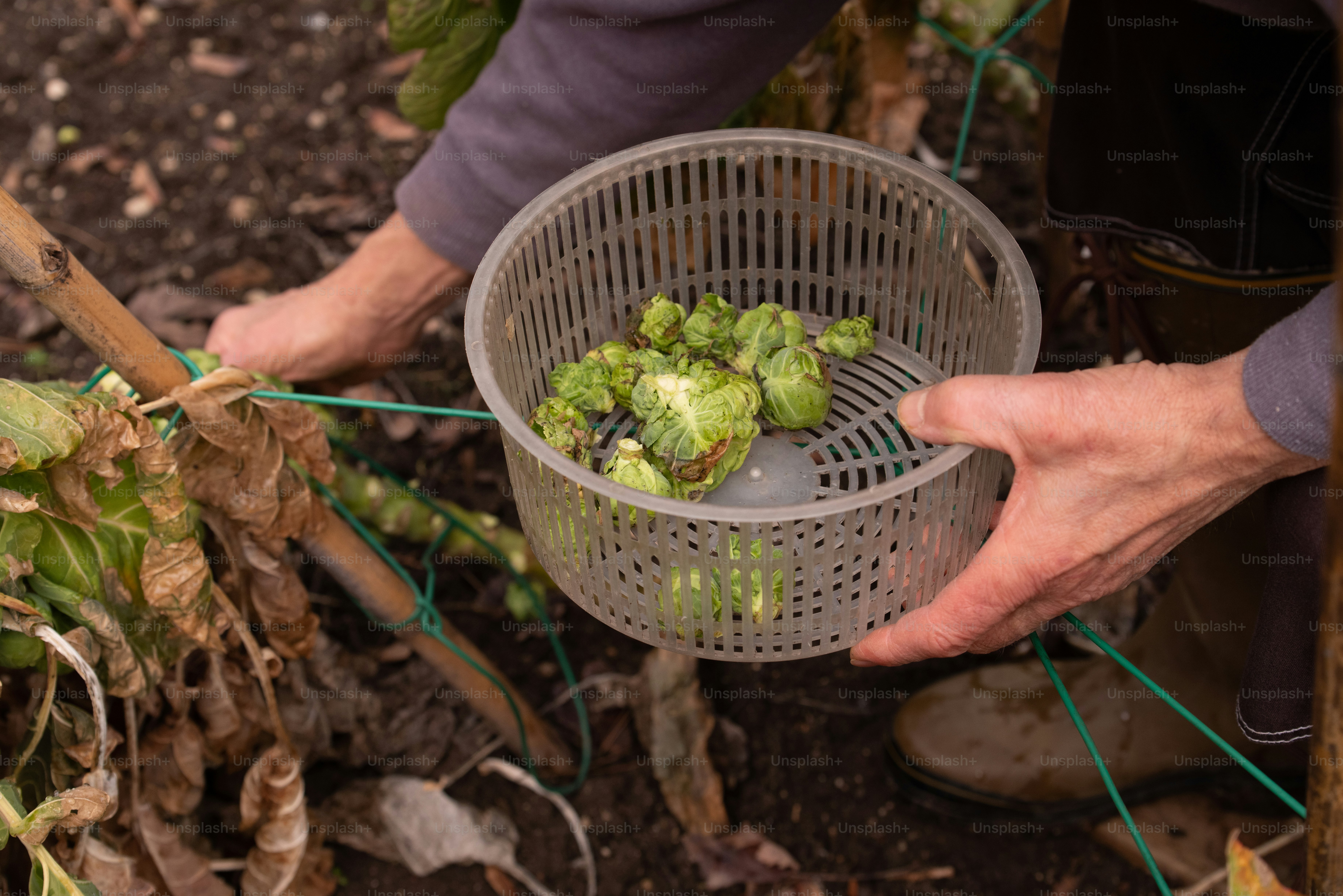 Top 5 Natural Foods to Boost Immunity Naturally