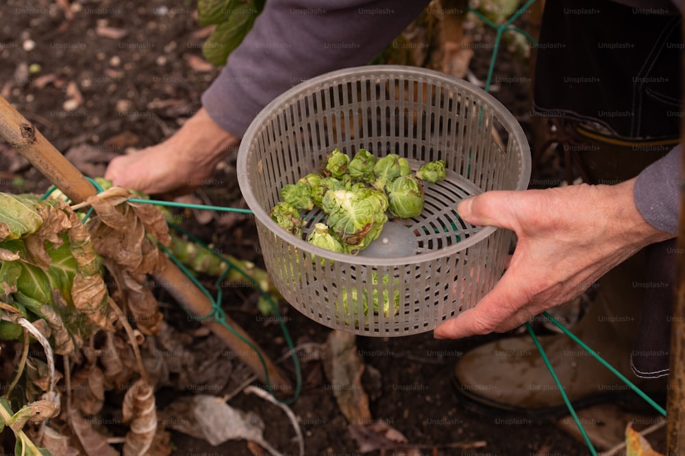 a person holding a basket full of broccoli