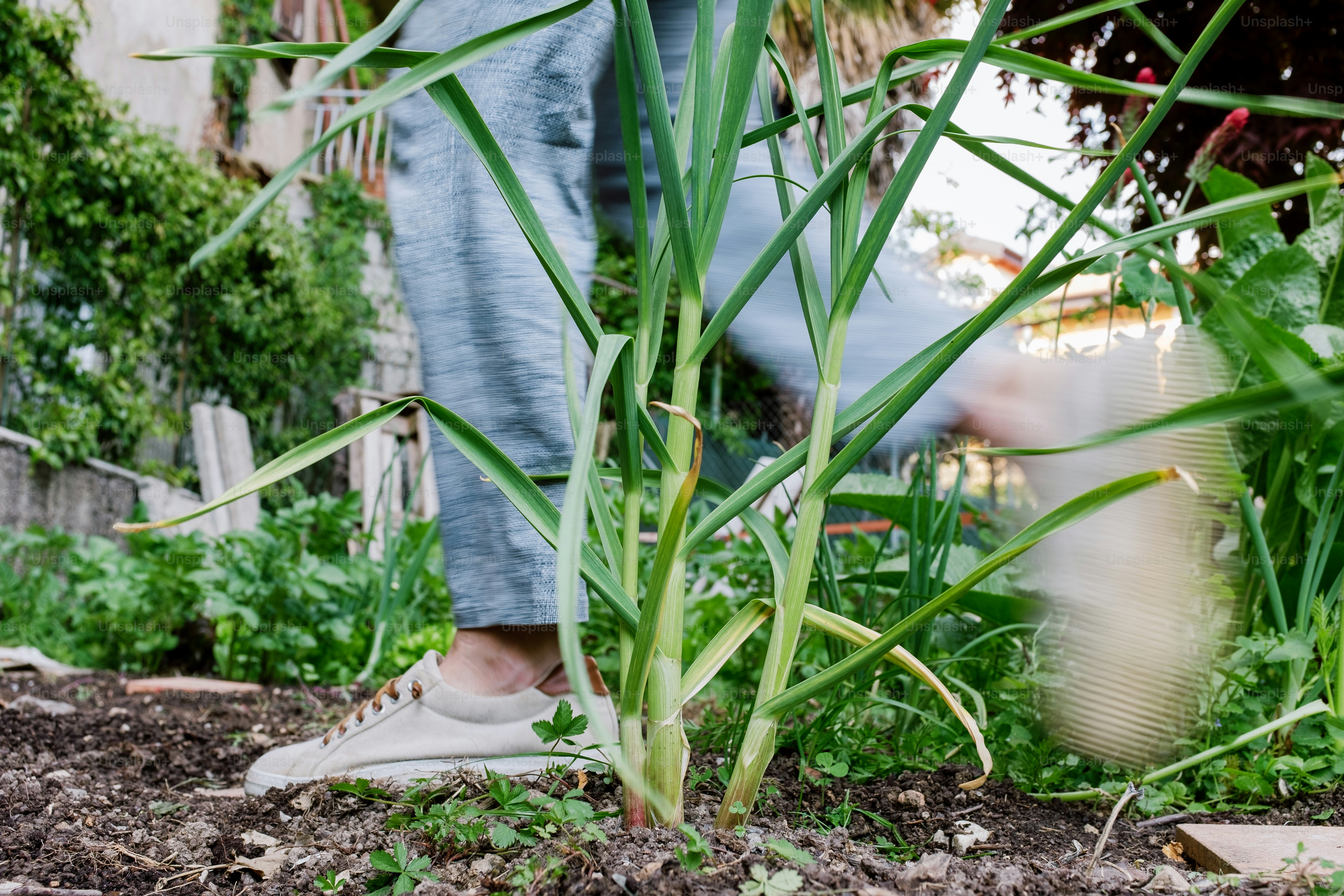 a person standing in a garden next to a plant