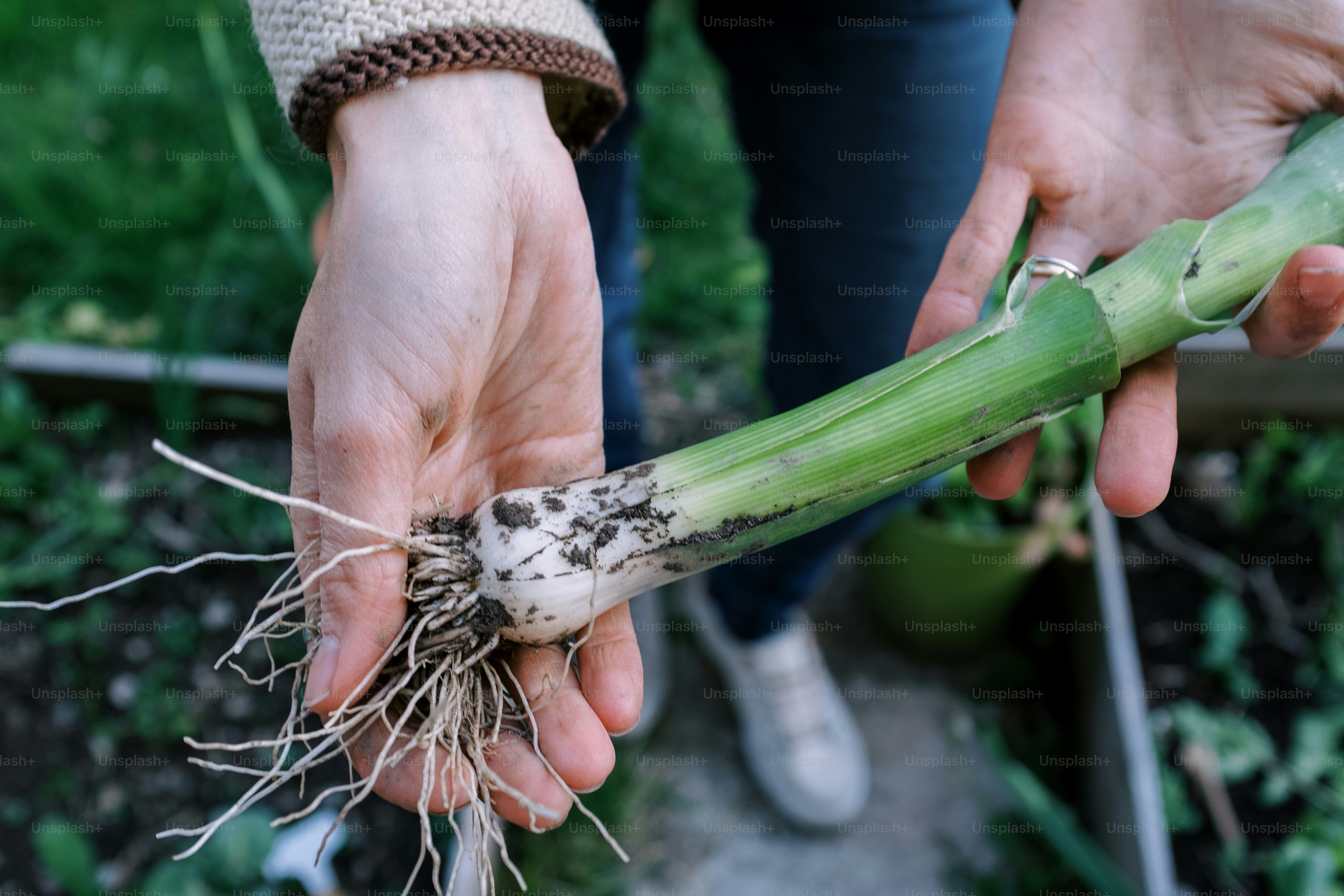 a person holding a green plant with roots