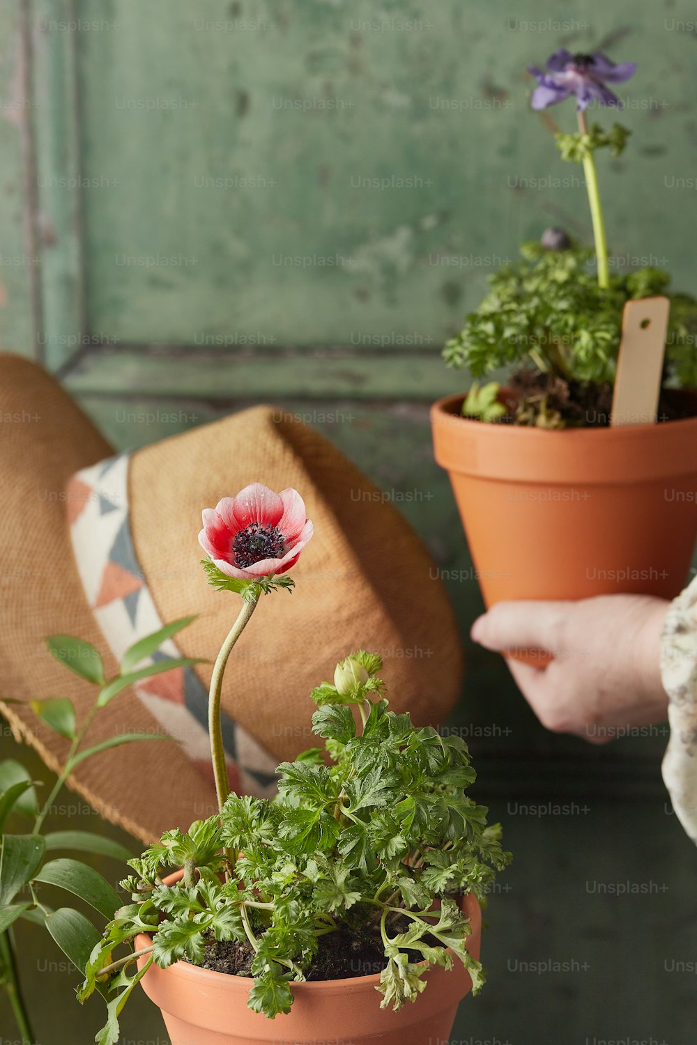 a person holding a potted plant in their hand