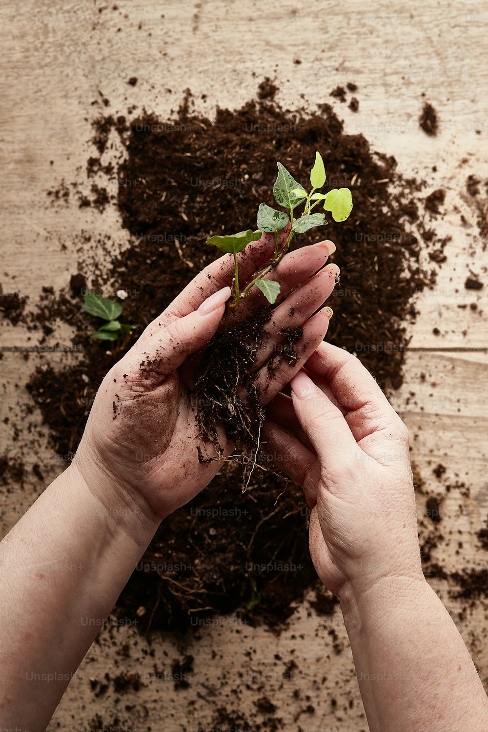 a person holding a plant in their hands