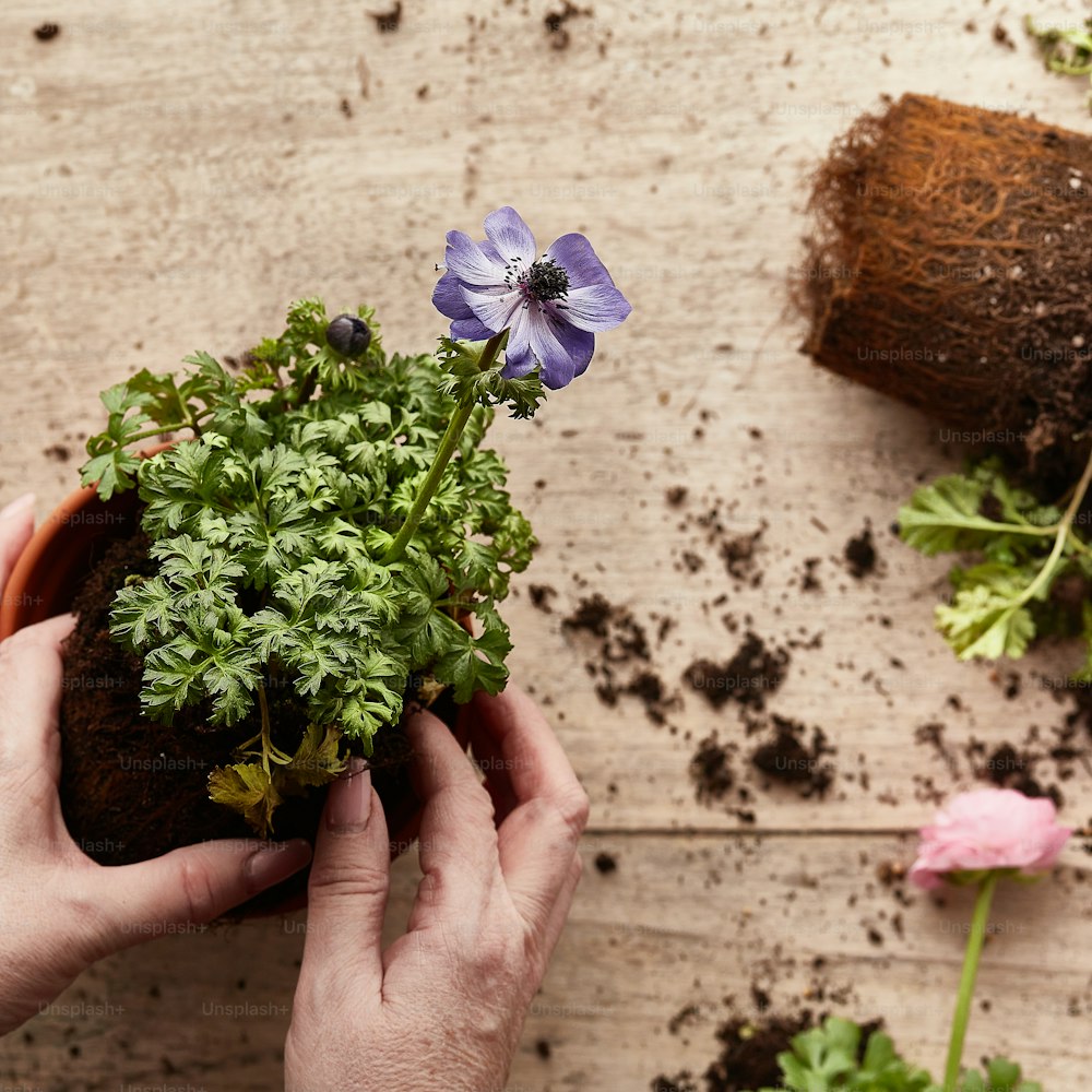 a person holding a potted plant with purple flowers