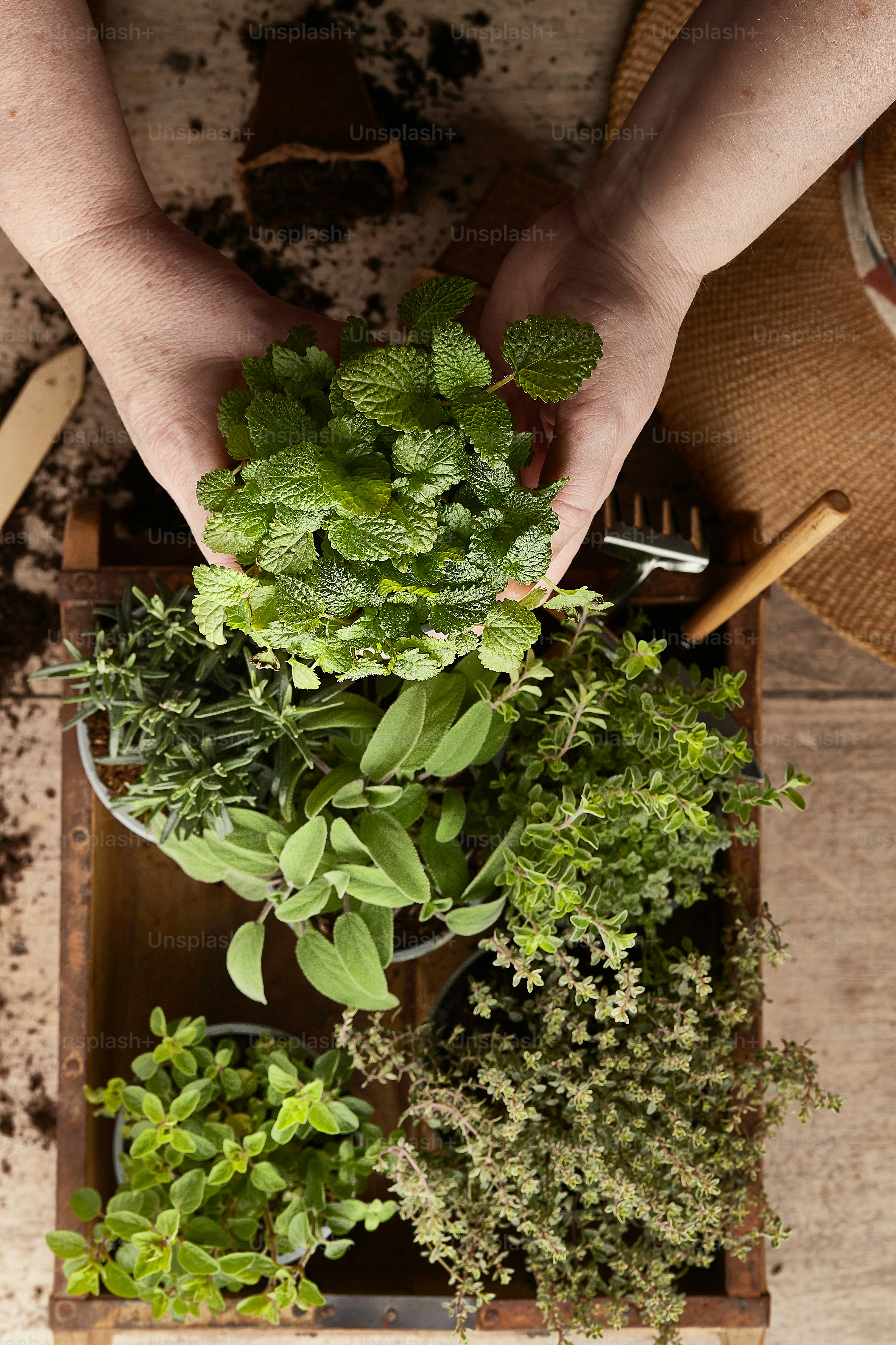uma pessoa segurando um monte de plantas em suas mãos