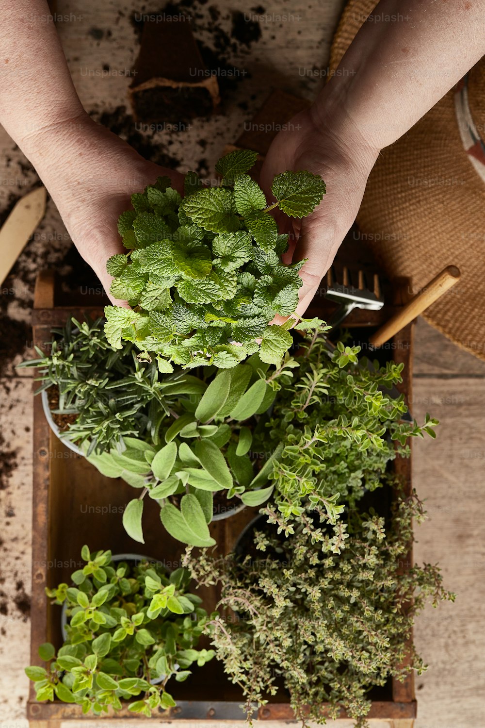 a person holding a bunch of plants in their hands