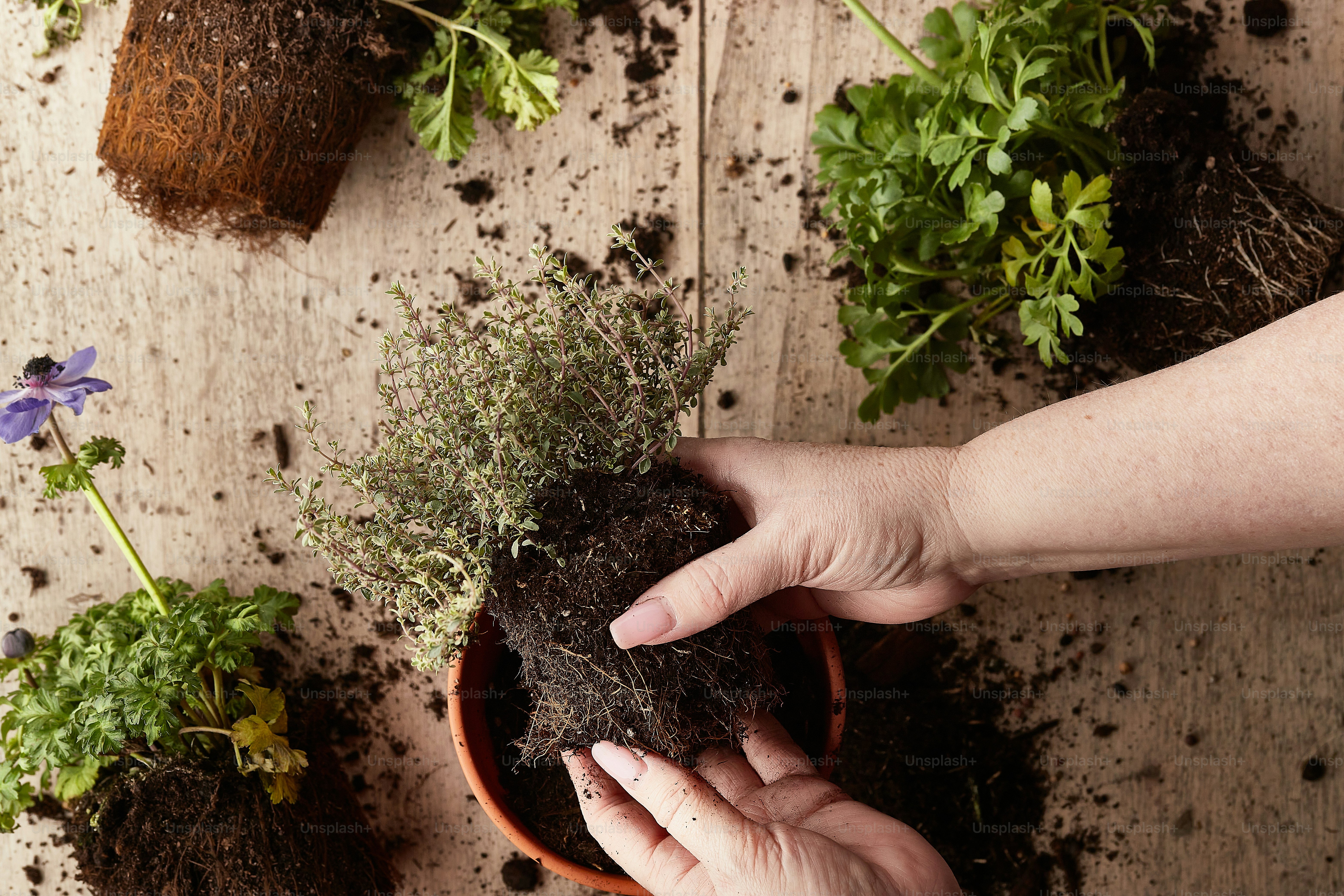 une personne tient une plante dans un pot