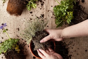 a person is holding a plant in a pot