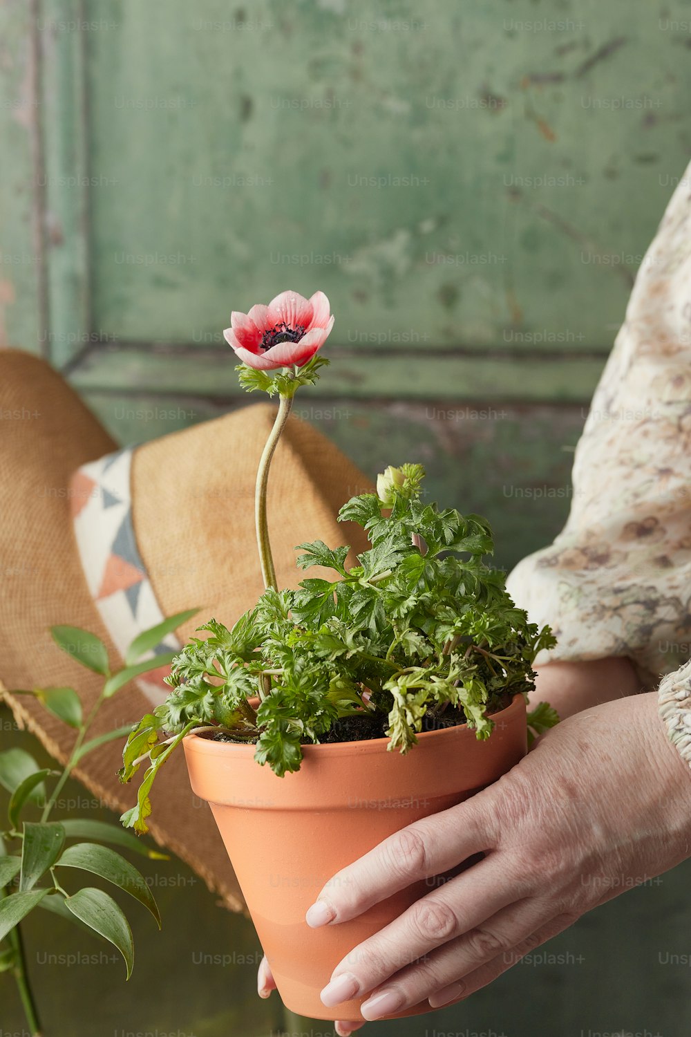 uma pessoa segurando um vaso de planta com uma flor nele
