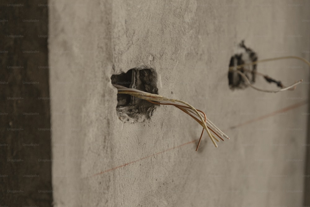 植物が突き出ているコンクリートの壁の亀裂