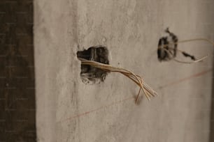 a crack in a concrete wall with a plant sticking out of it