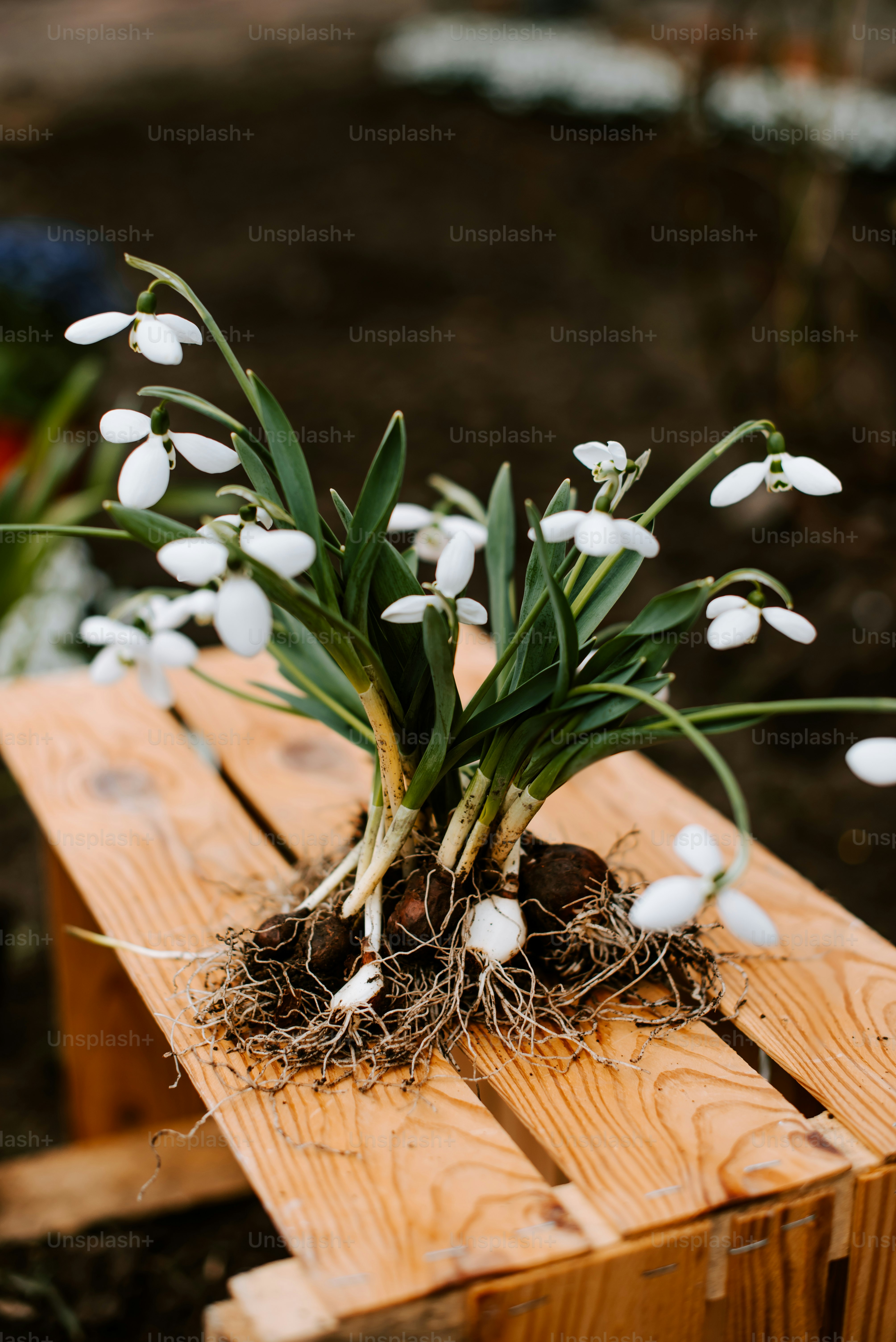 un banco de madera con flores que crecen fuera de él