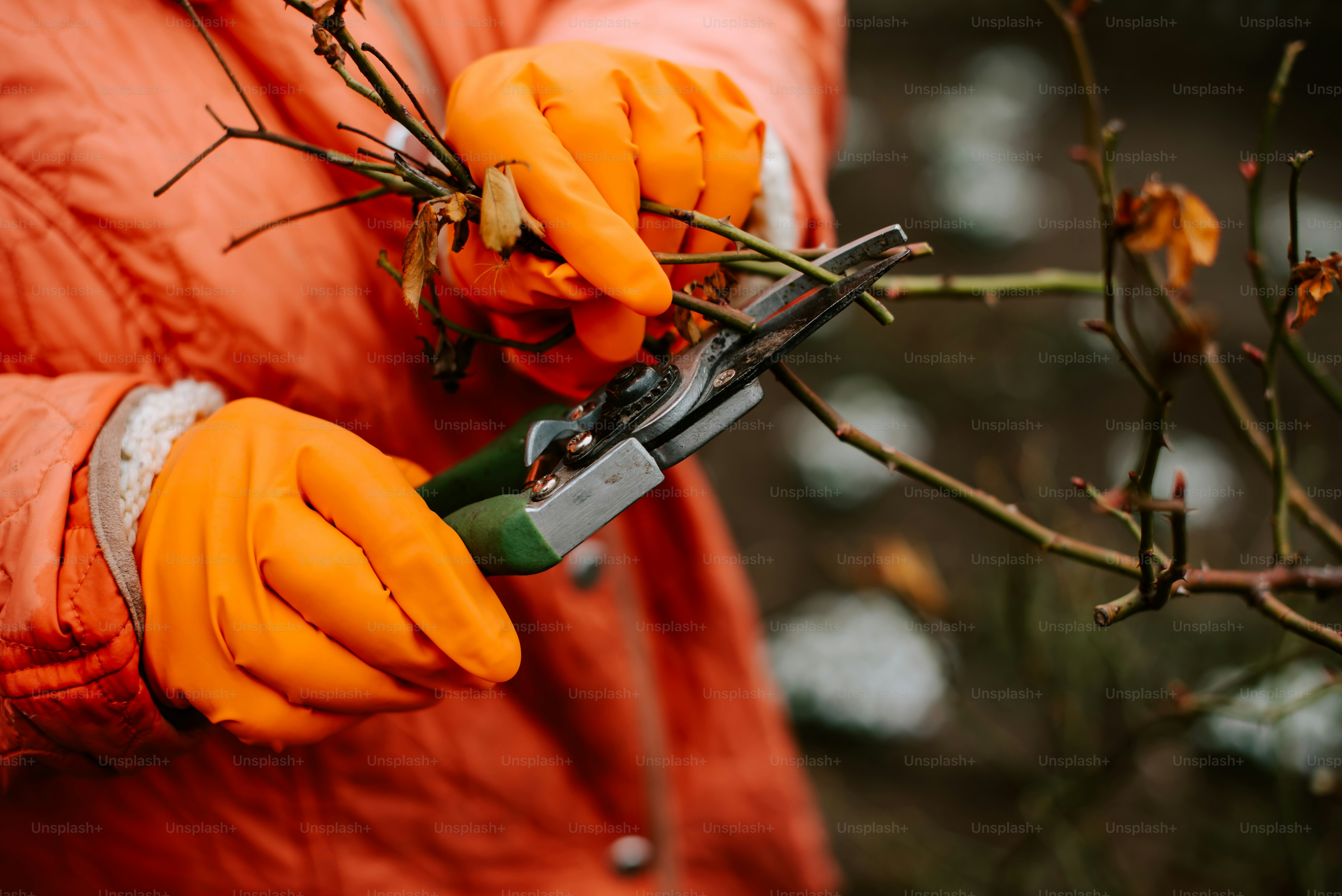 Secateurs Pictures | Download Free Images on Unsplash