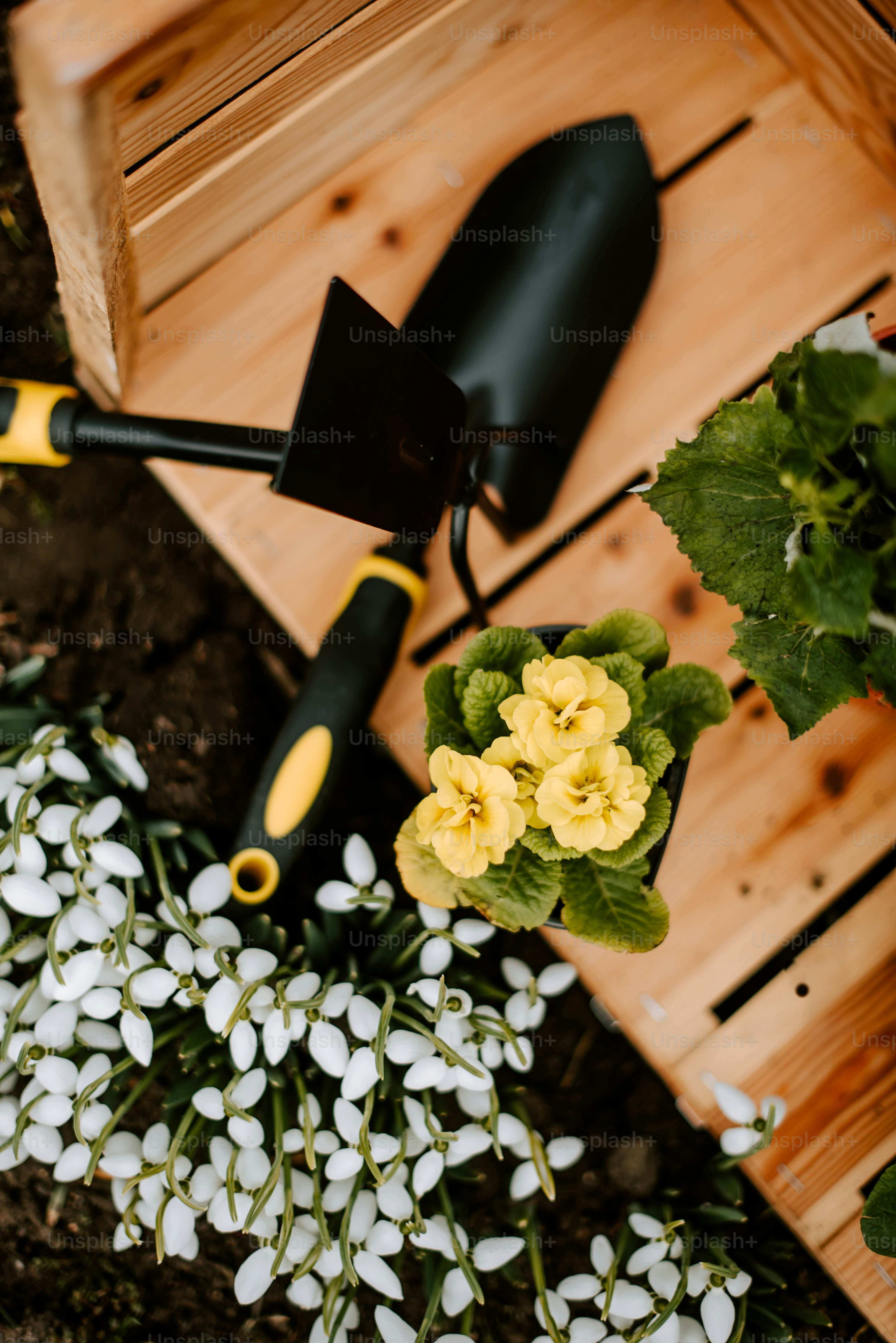 un jardín con flores blancas y amarillas y una manguera de riego negra