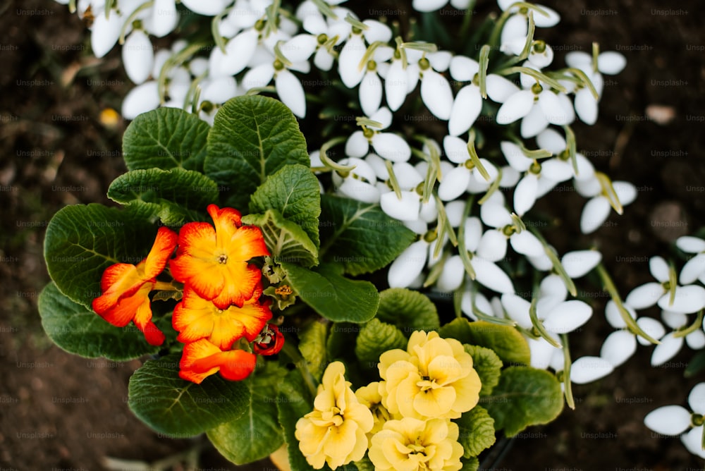 a bunch of flowers that are sitting in the dirt