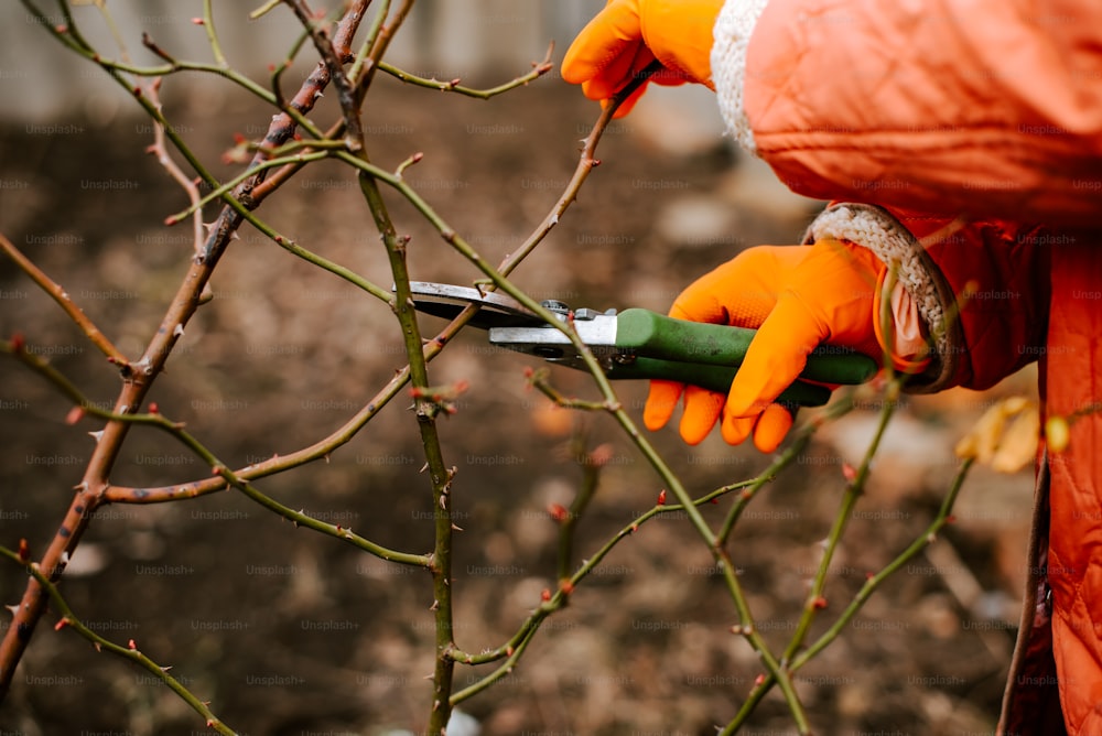 a person in an orange jacket cutting branches with a pair of scissors