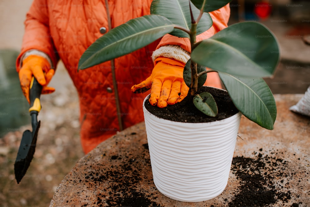 Una persona con guantes naranjas sosteniendo una planta en una maceta blanca