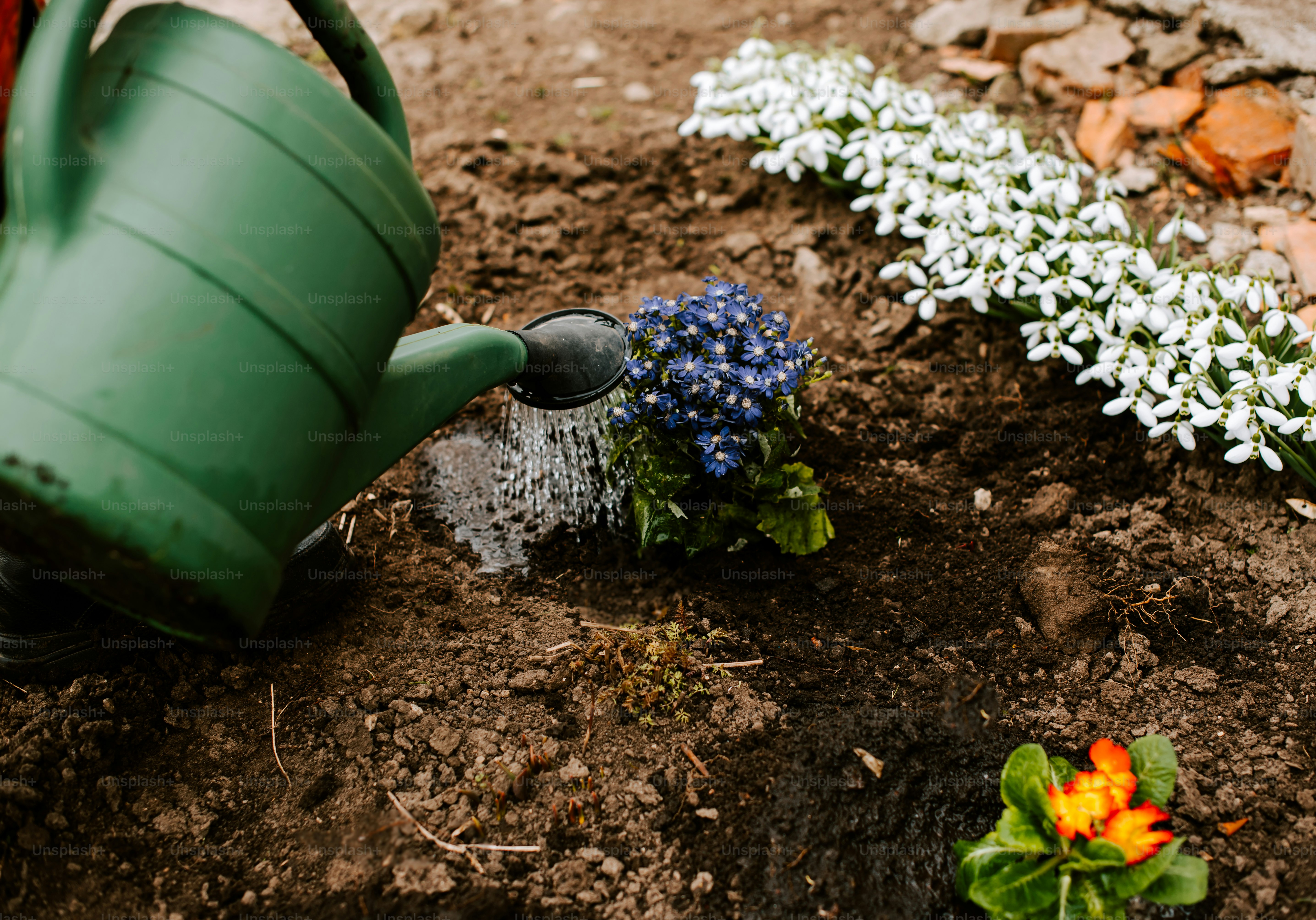 Una regadera vertiendo agua sobre un macizo de flores