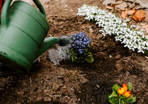 a watering can pouring water onto a flower bed