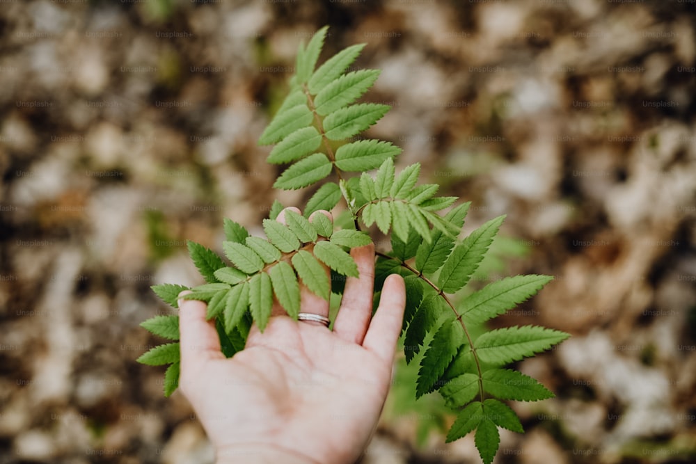 a person's hand holding a plant with green leaves