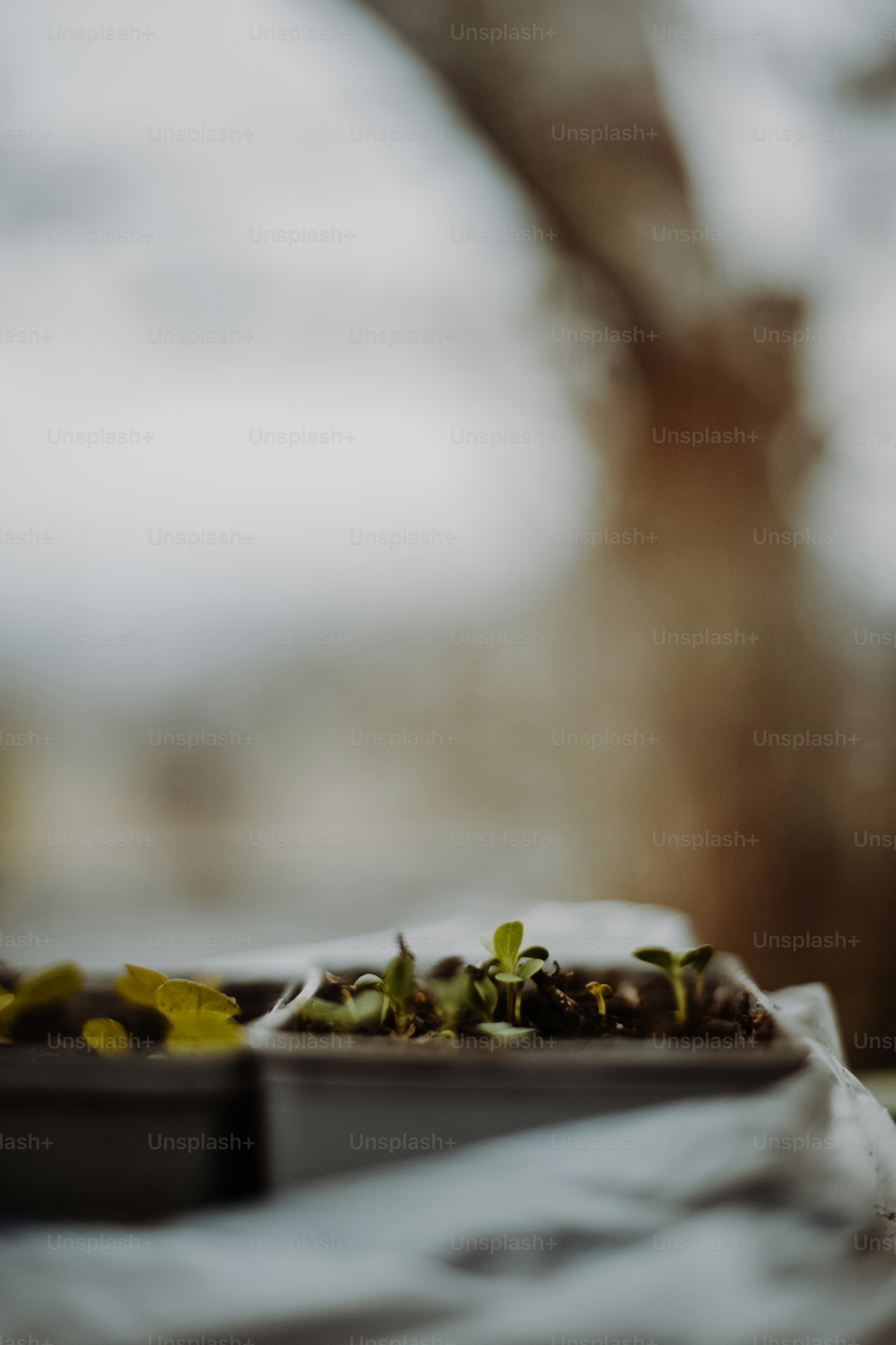 a close up of a plate of food on a table