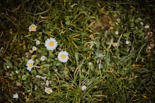 um grupo de margaridas em um campo de grama