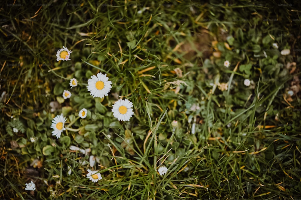 Eine Gruppe von Gänseblümchen in einem Grasfeld