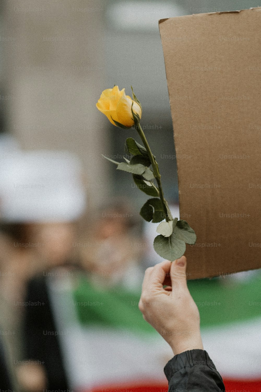 a person holding a yellow rose in front of a box