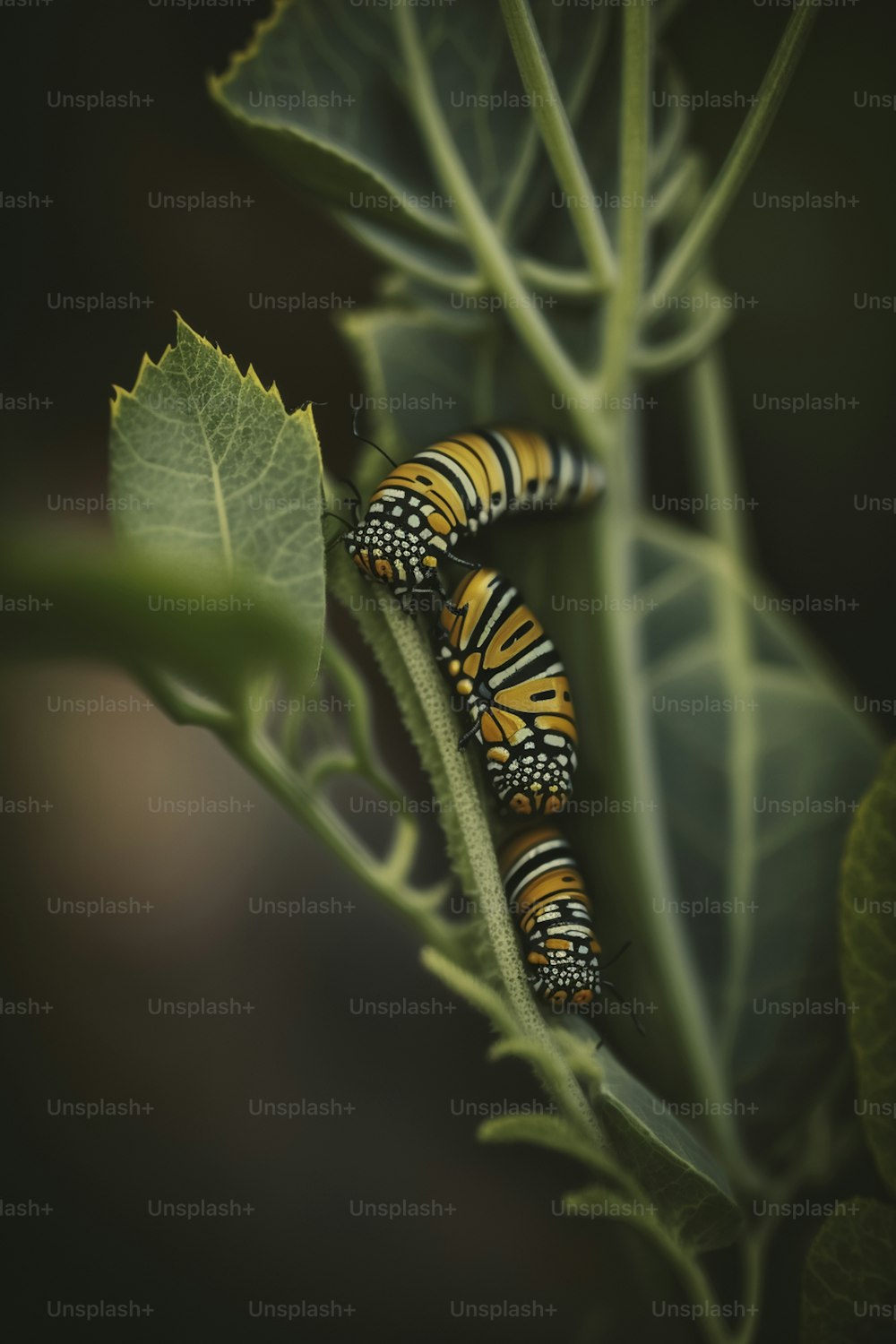 a close up of a caterpillar on a leaf