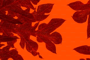 a plant with red leaves on a orange background