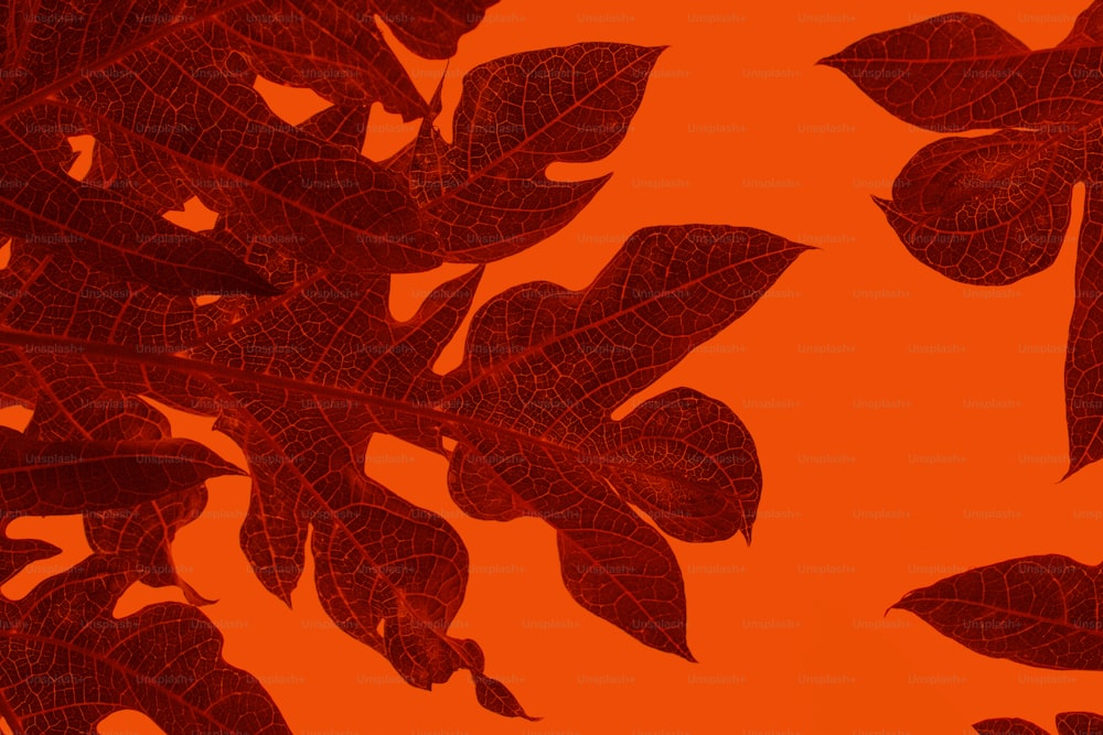 a plant with red leaves on a orange background