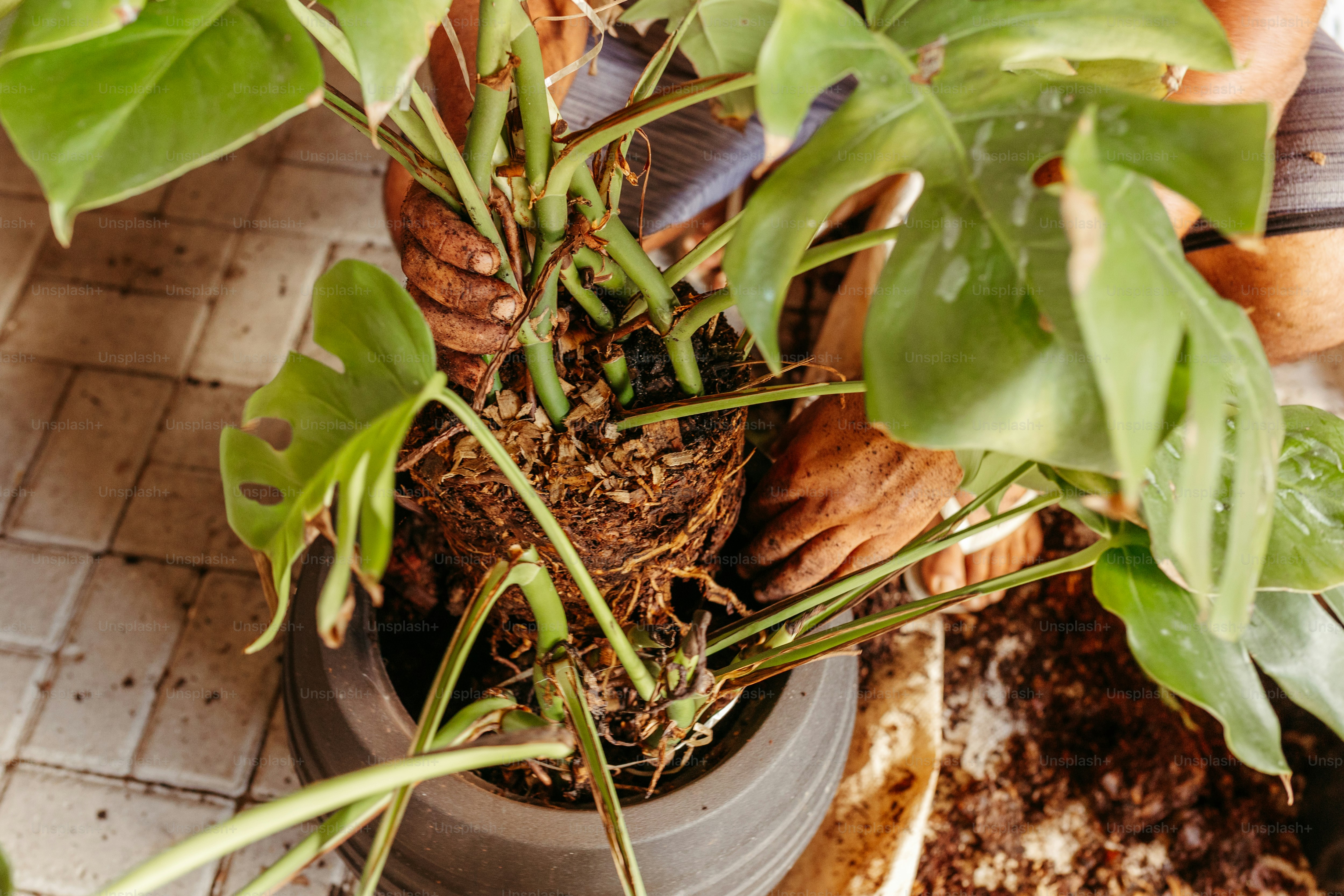 a potted plant with a person's hands on top of it