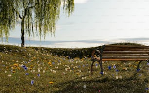 무성한 녹색 들판 위에 앉아있는 공원 벤치