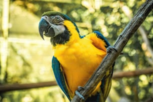 a blue and yellow parrot perched on a tree branch