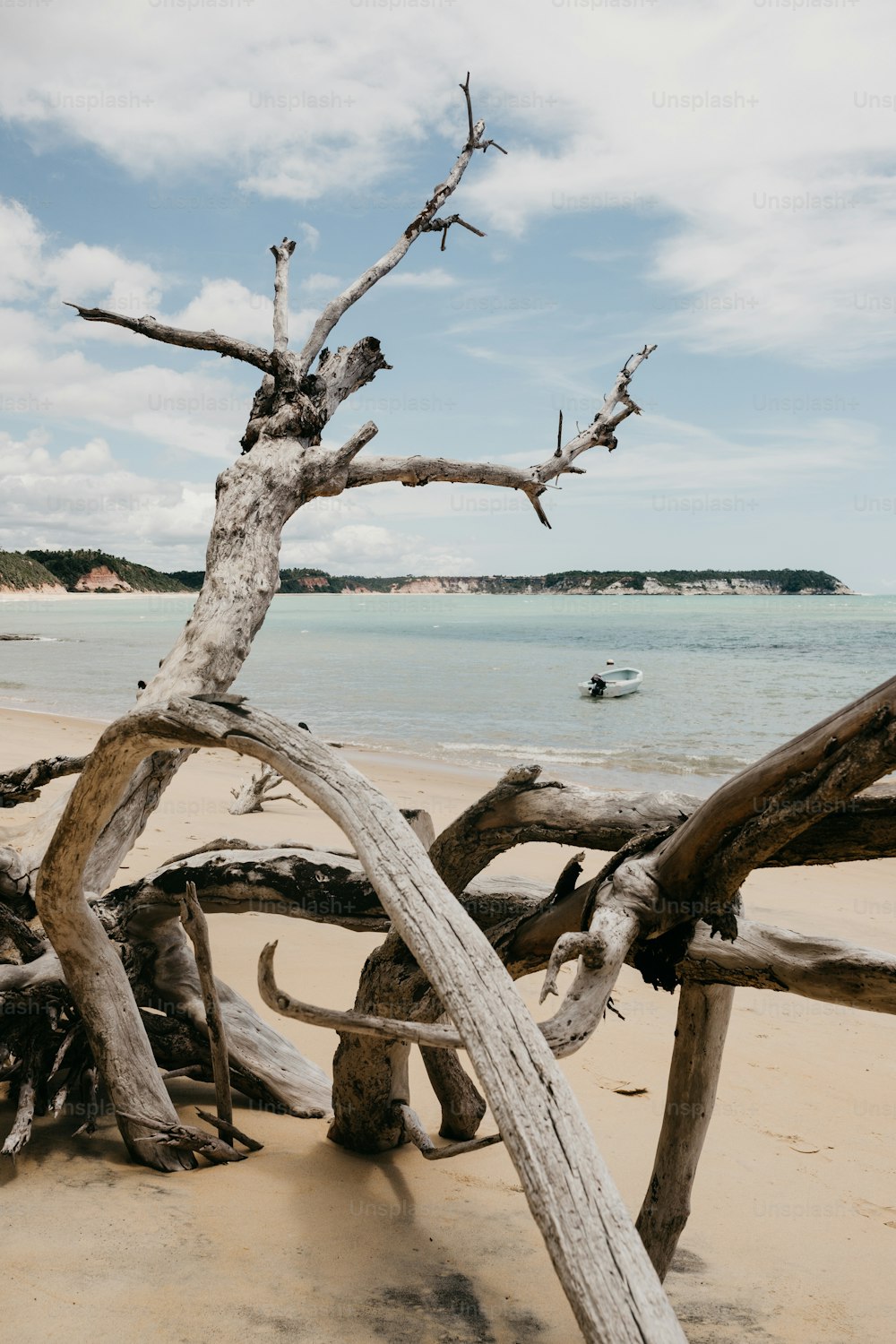 a driftwood tree on a beach with a body of water in the background